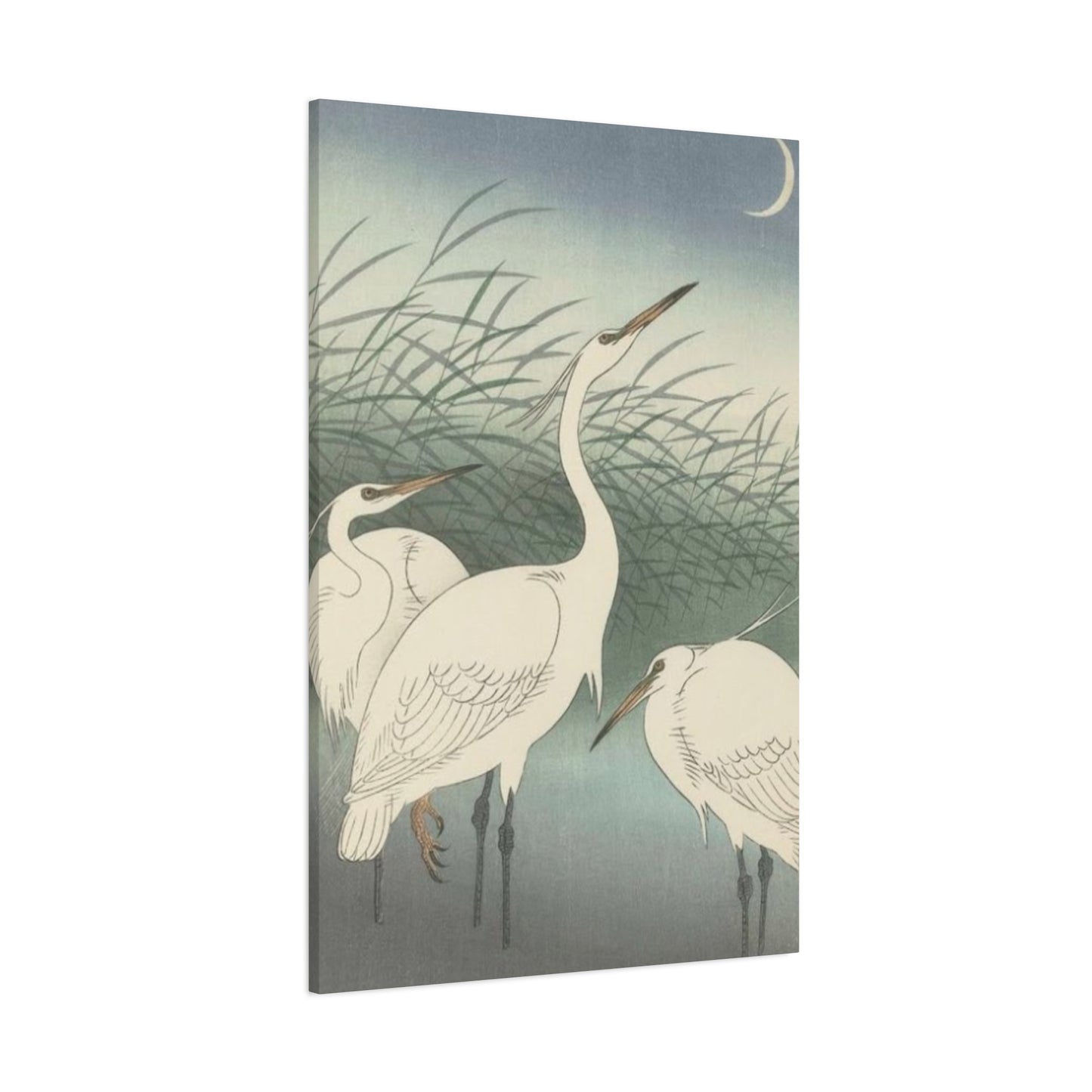 Beautiful Herons Together Wall Art & Canvas Prints