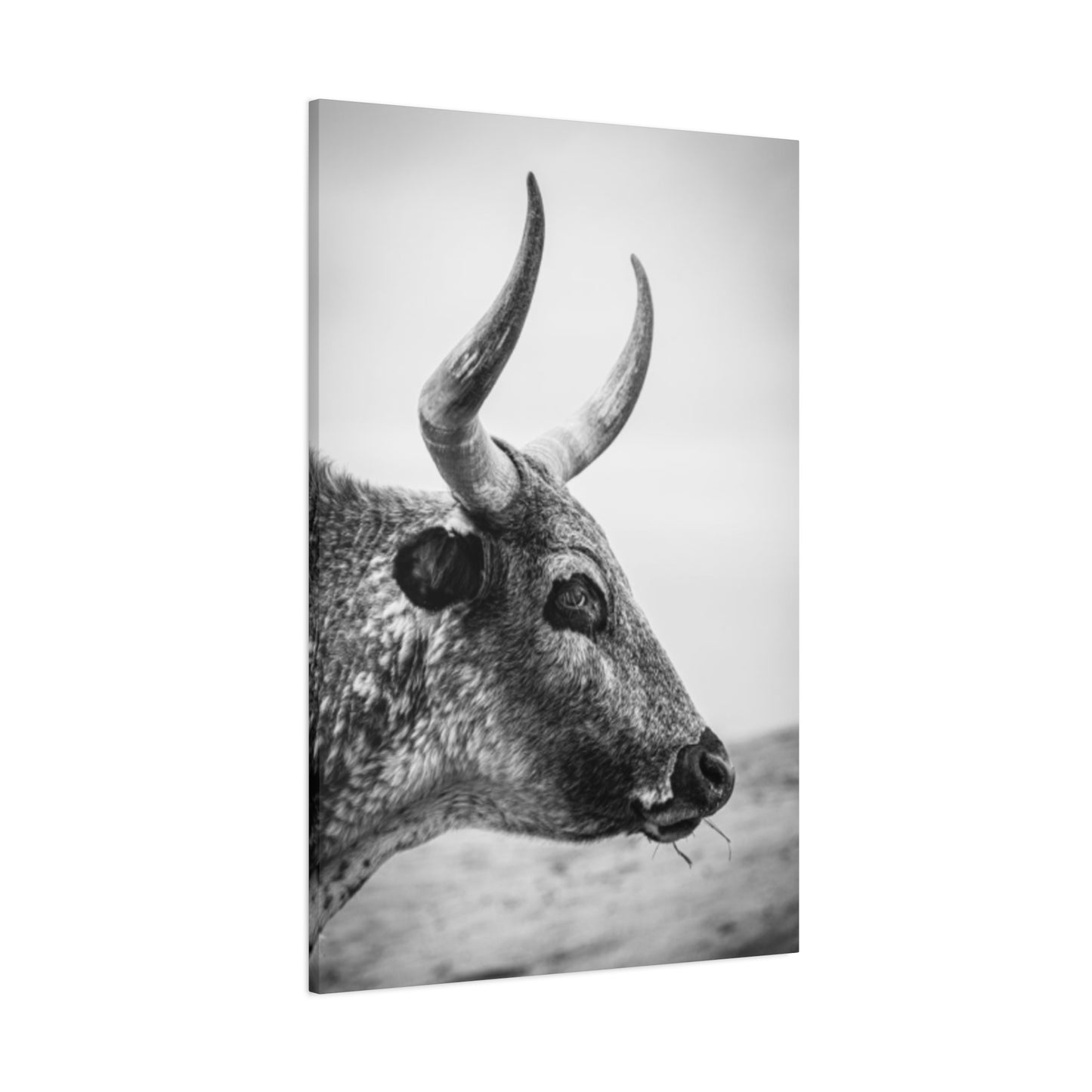 Wild Bull Curvy Longhorn Wall Art & Canvas Prints