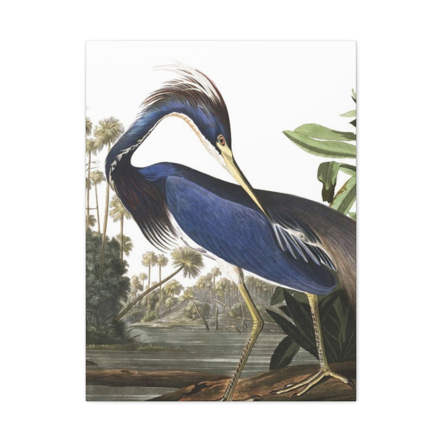 Beautiful Herons Wall Art & Canvas Prints