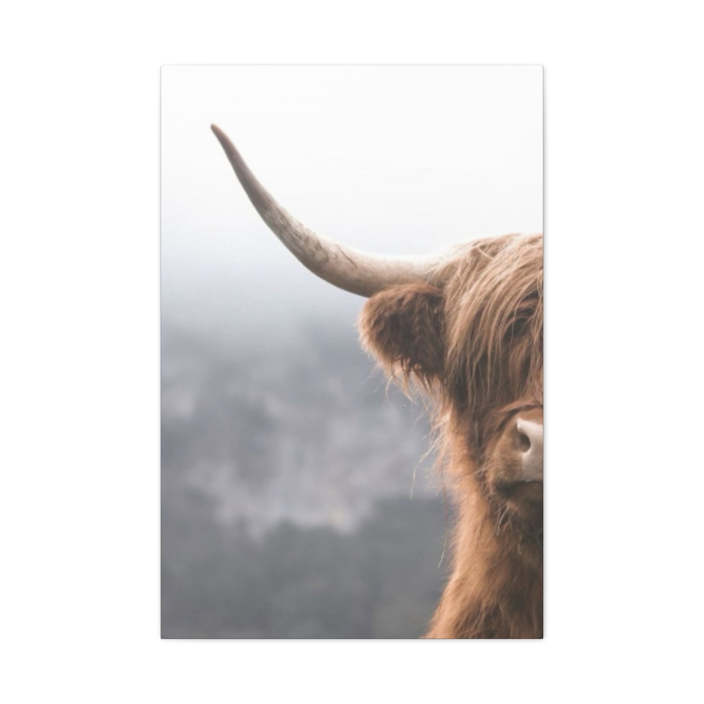 Longhorn Photos Wall Art & Canvas Prints