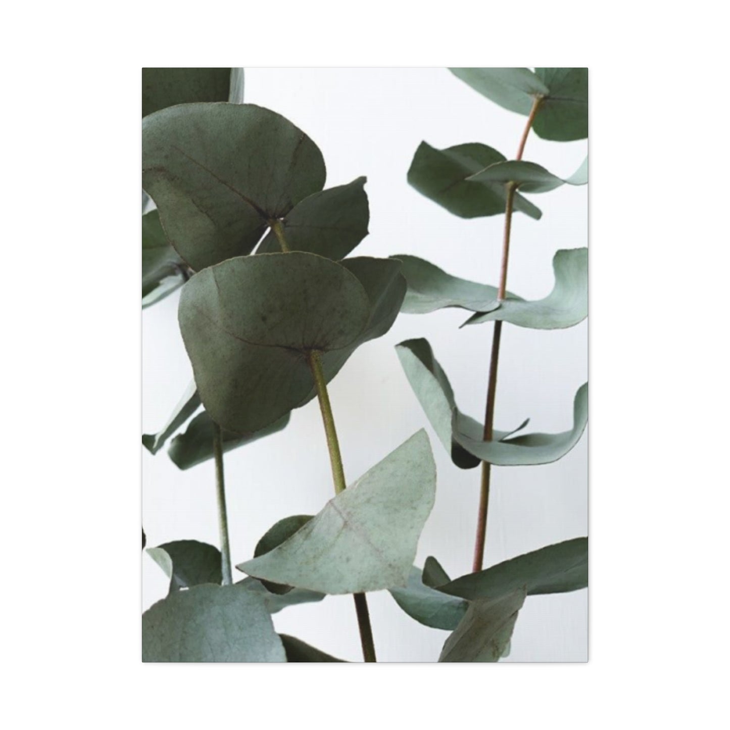 Eucalyptus Stem Wall Art & Canvas Prints