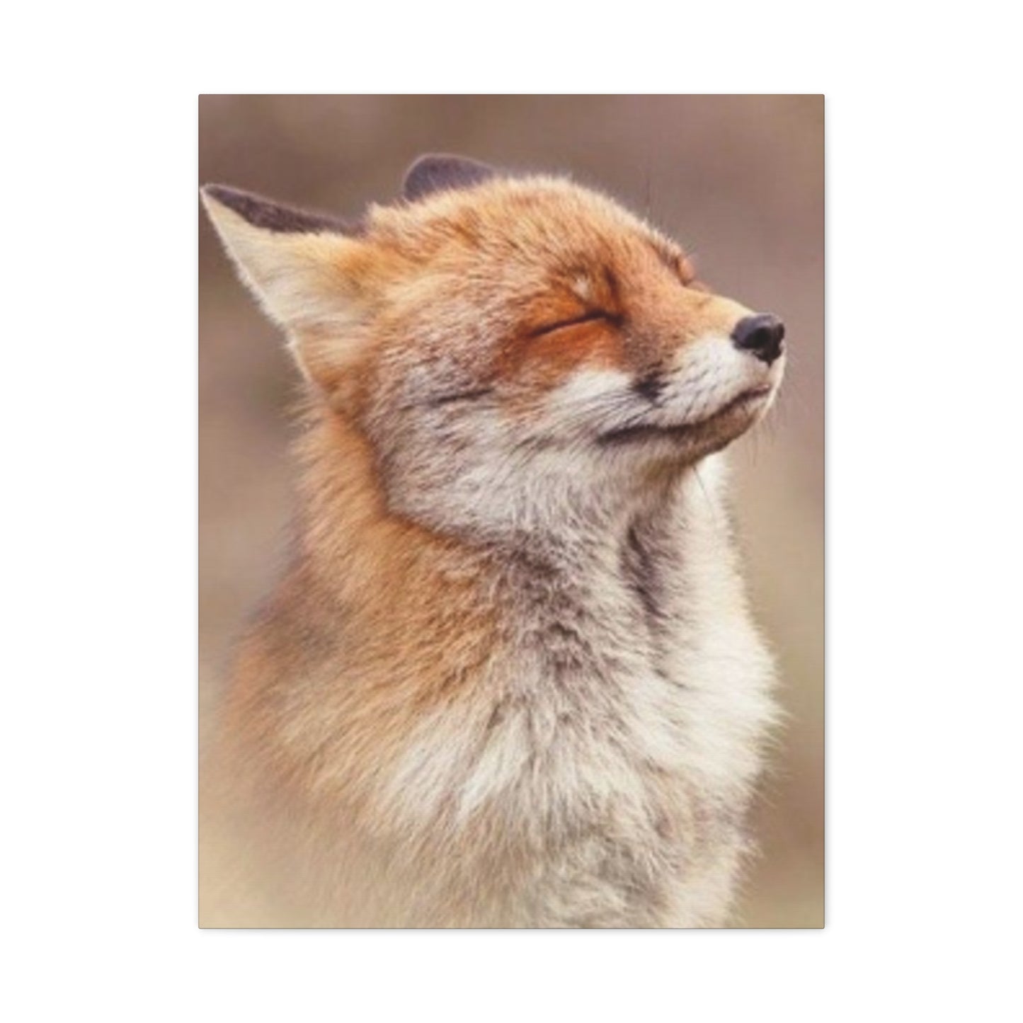 Little Fox Candid Wall Art & Canvas Prints