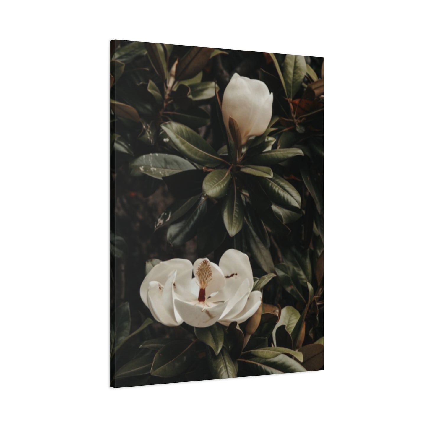 White Magnolia Flower Painting Wall Art & Canvas Prints