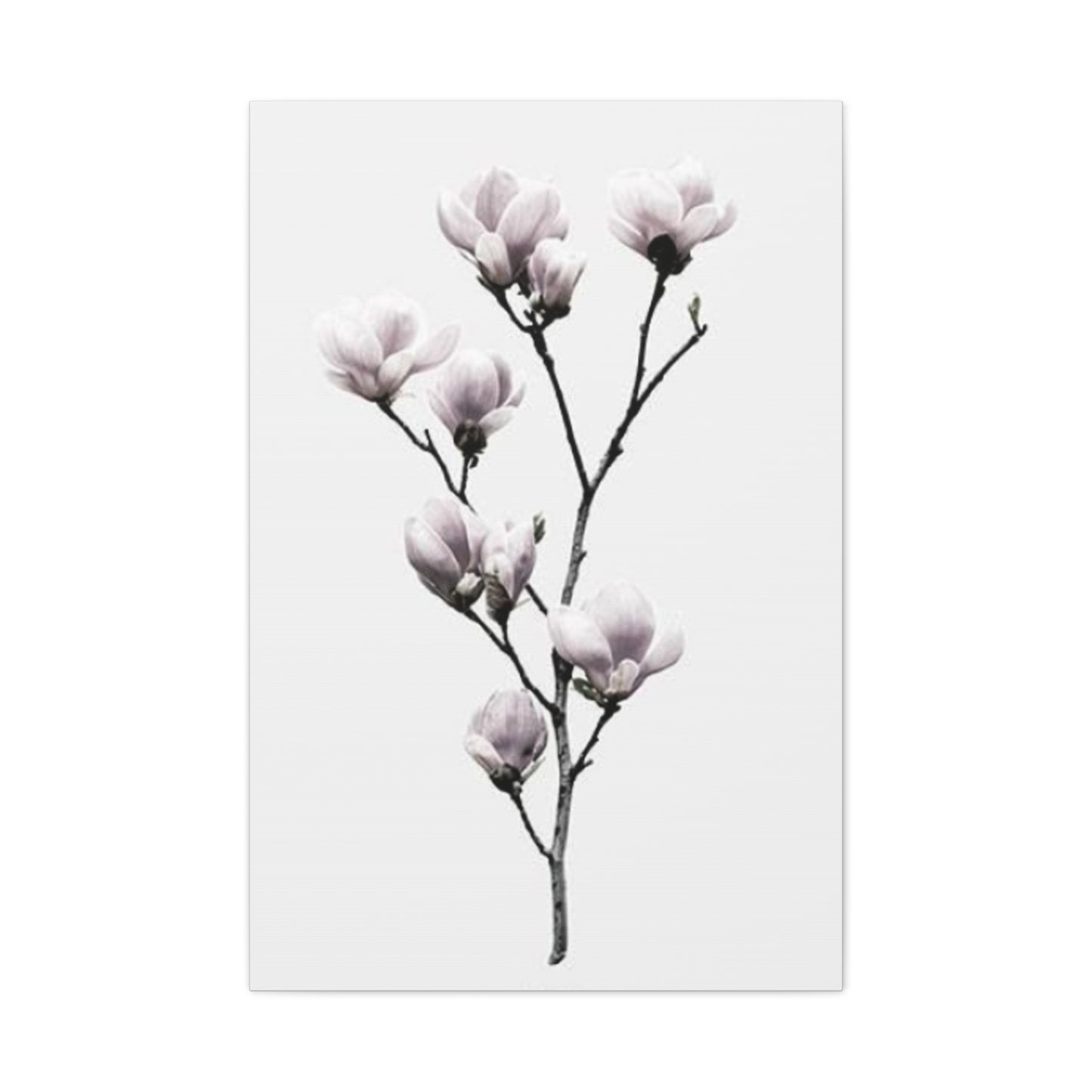 Beautiful Pink Magnolia Flower Wall Art & Canvas Prints