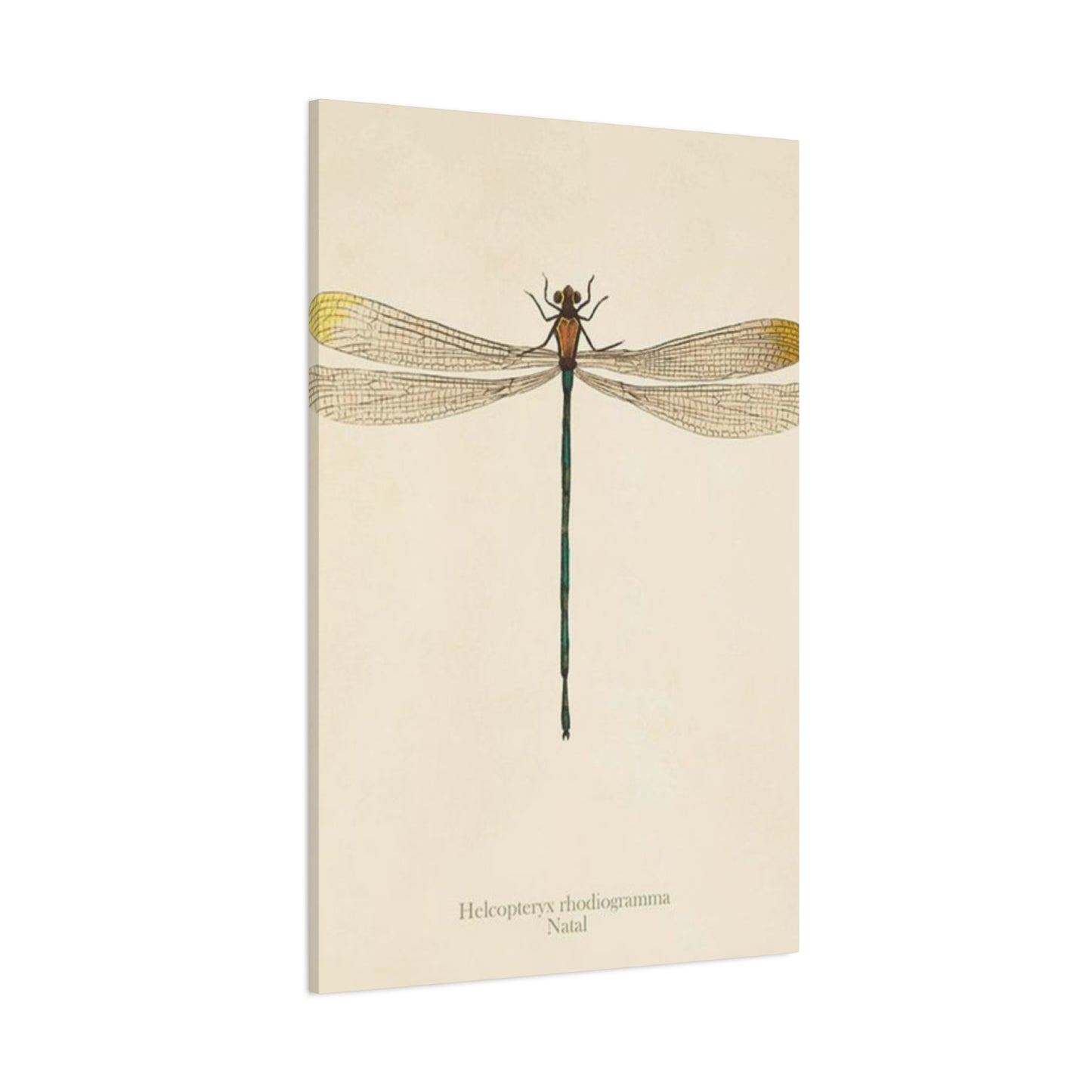 Long Tail Dragonfly Wall Art & Canvas Prints