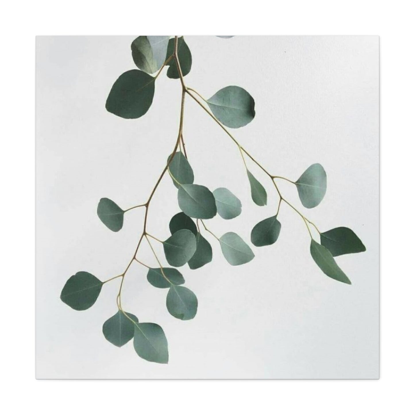 Falling Eucalyptus Plant Wall Art & Canvas Prints