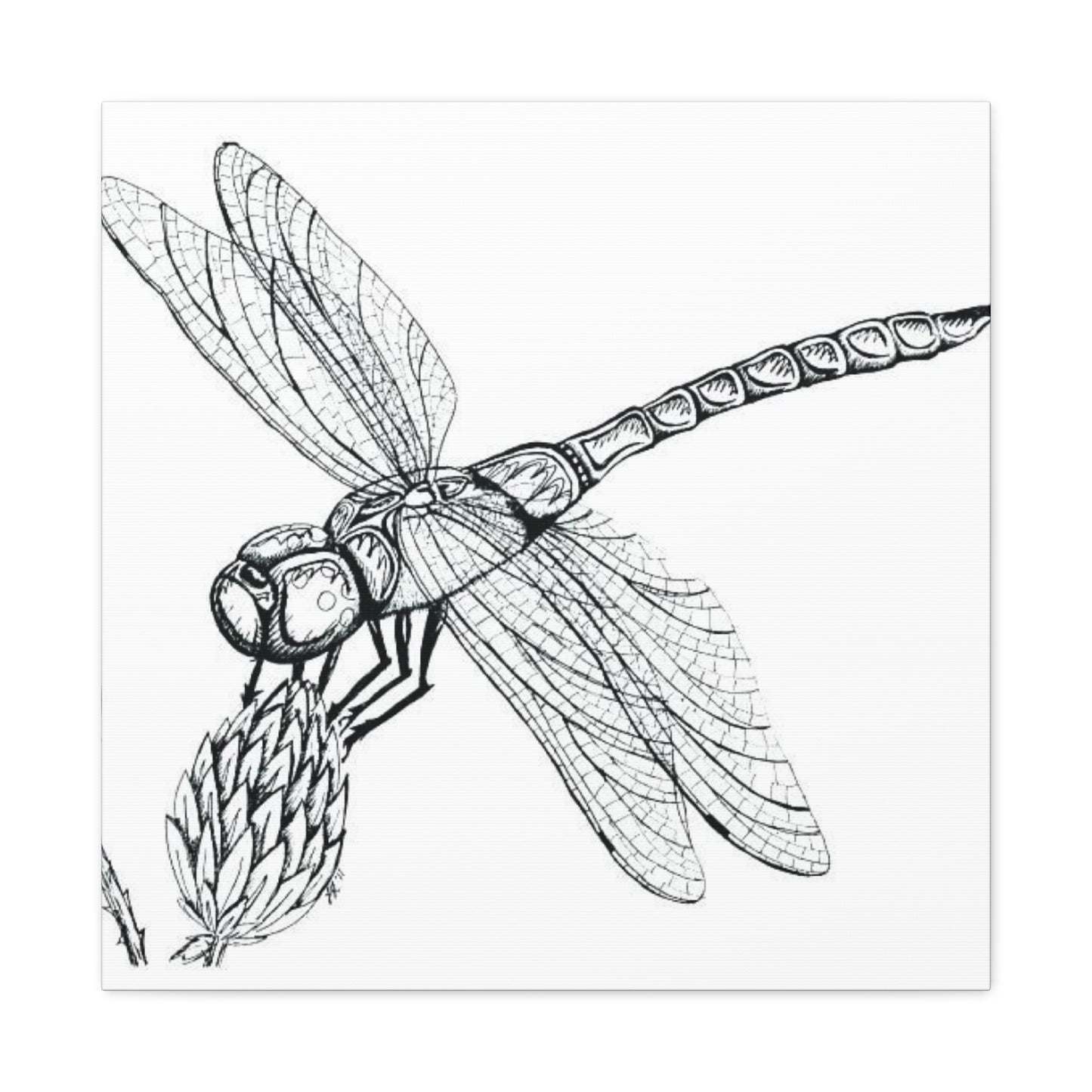 Black & White Dragonfly Wall Art & Canvas Prints