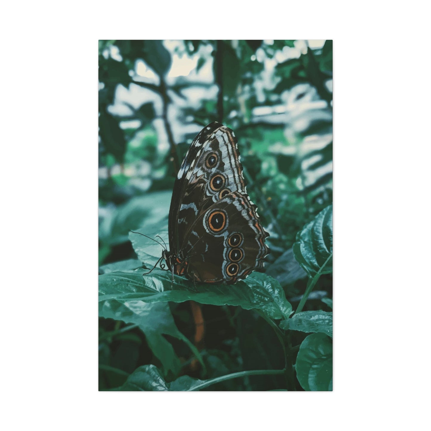 Butterfly Wall Art & Canvas Prints