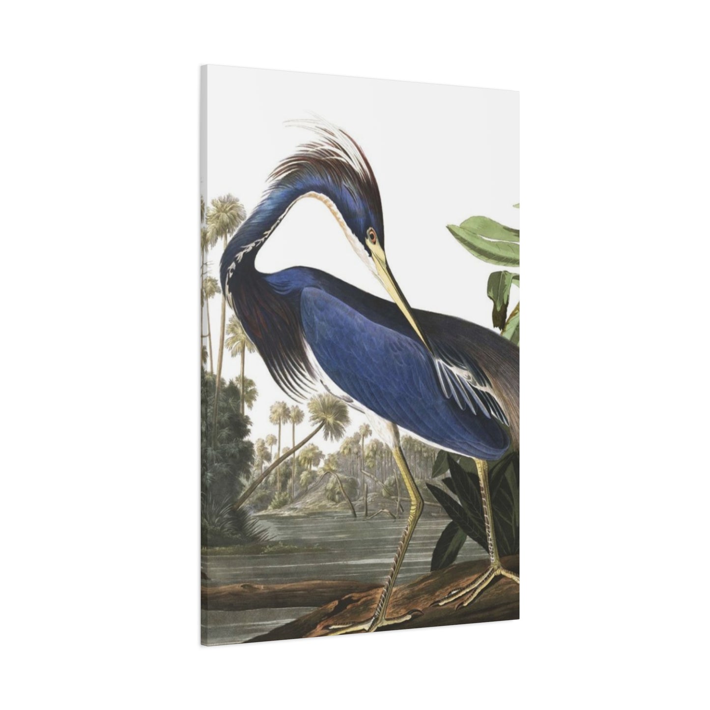 Beautiful Herons Wall Art & Canvas Prints