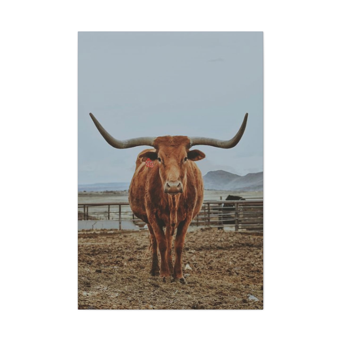 Wild Brown Buffalo Longhorn Wall Art & Canvas Prints