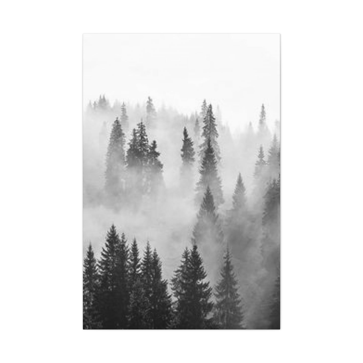 Black & White Fog Forest Fine Wall Art & Canvas Prints