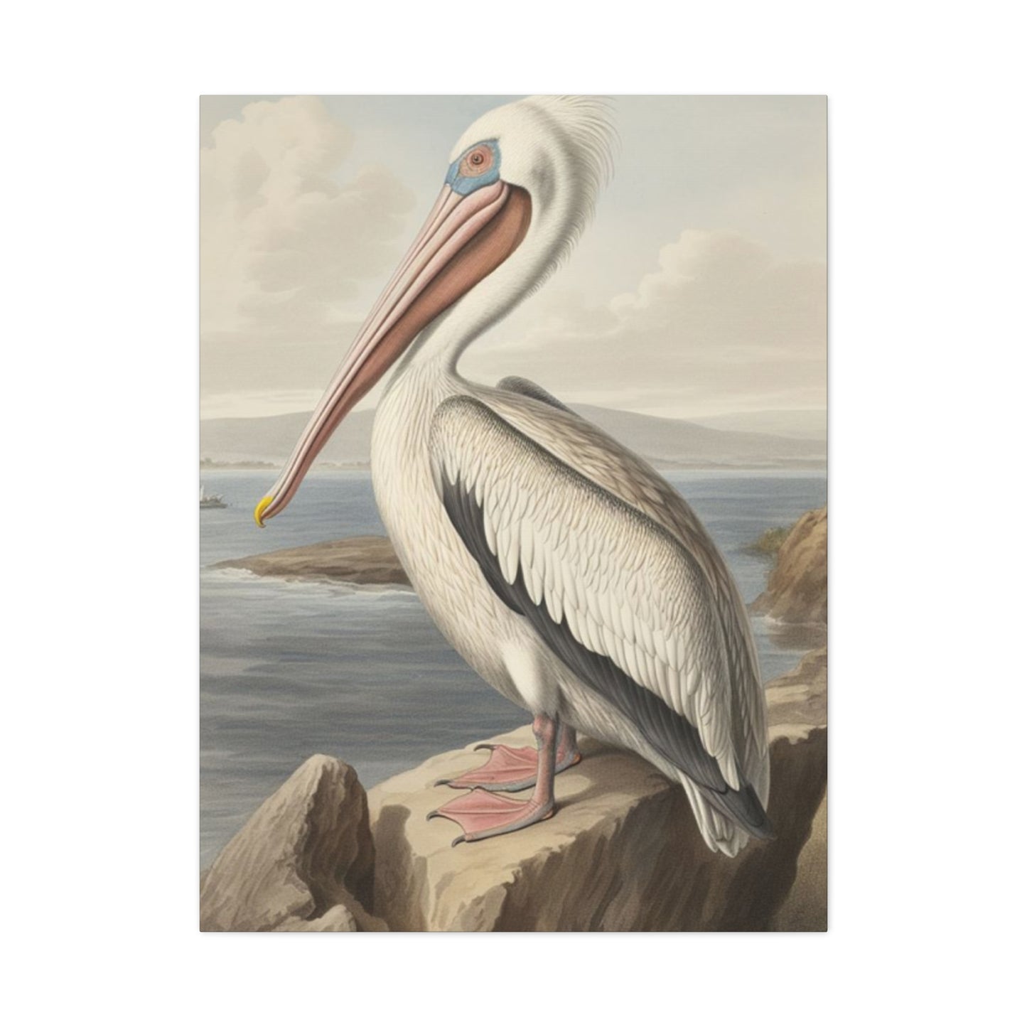 Long Beak Pelican Sitting On Cliff Wall Art & Canvas Prints