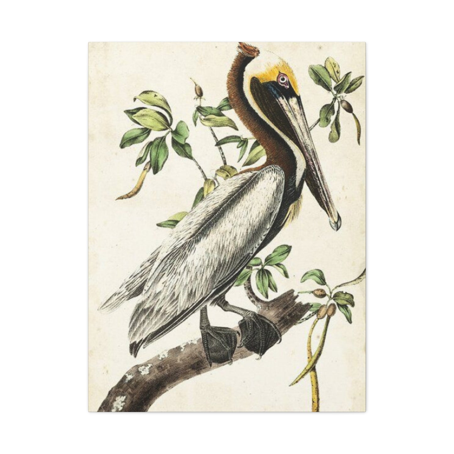 Pelican On A Branch Painting Wall Art & Canvas Prints