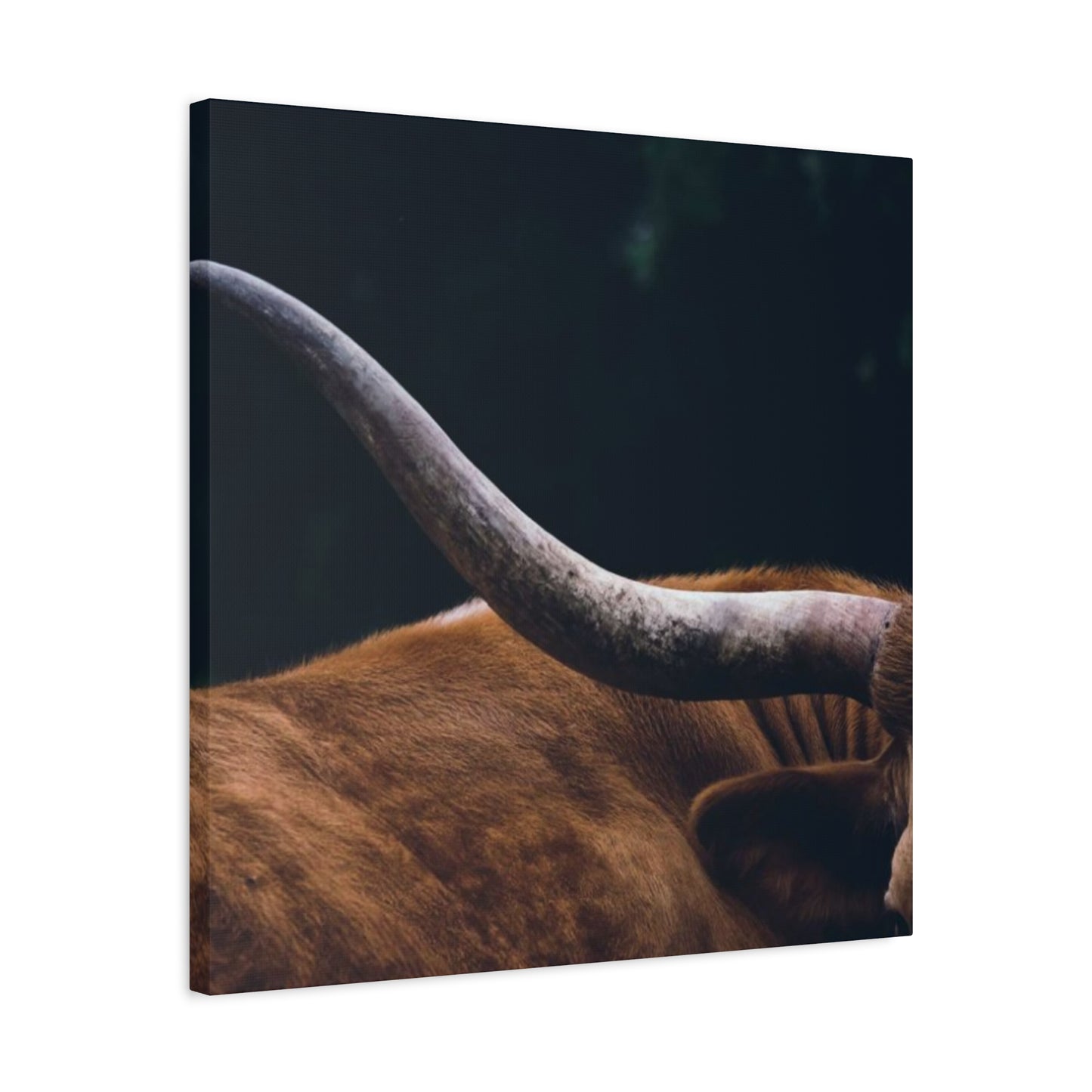 Long Horn Photography Wall Art & Canvas Prints