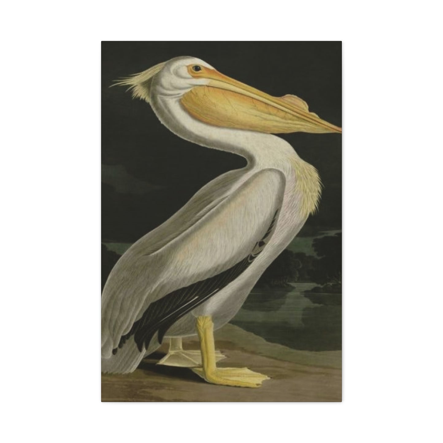 Fat Beak Pelican Poster Wall Art & Canvas Prints