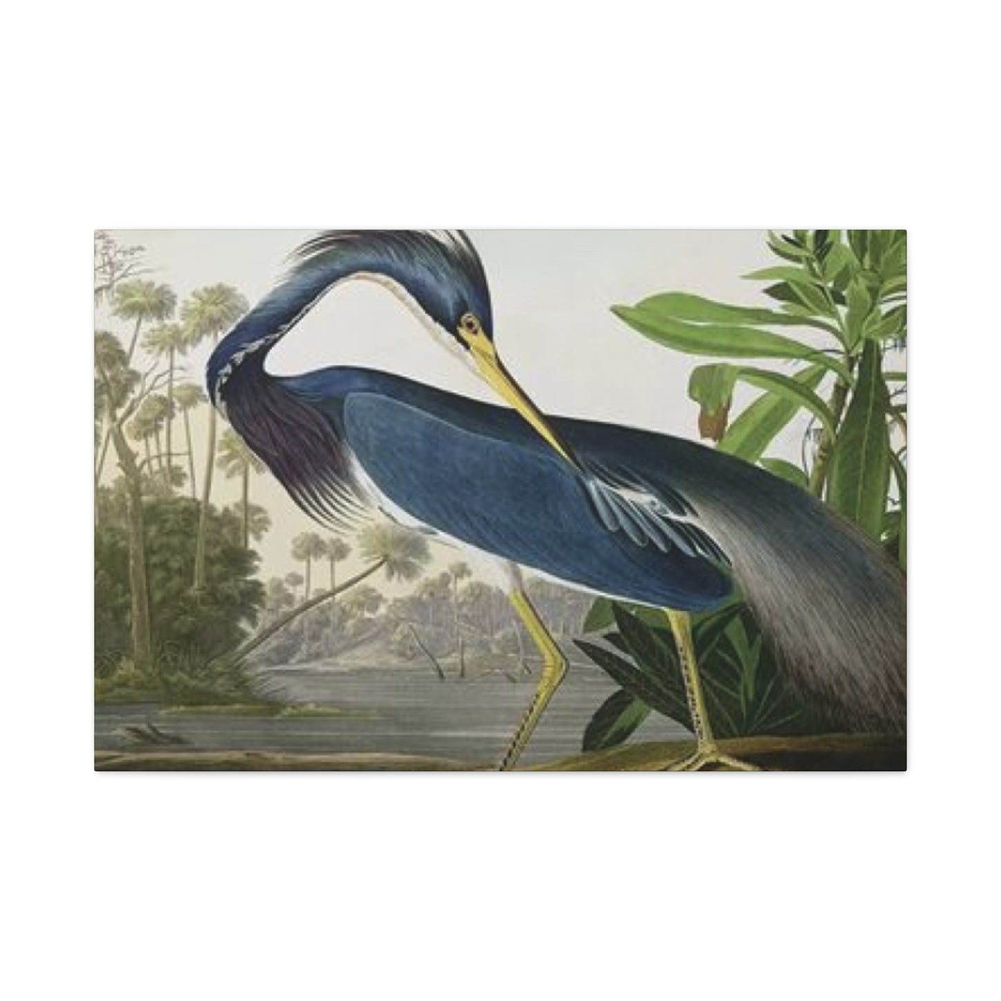 Long Feather Pelican Wall Art & Canvas Prints