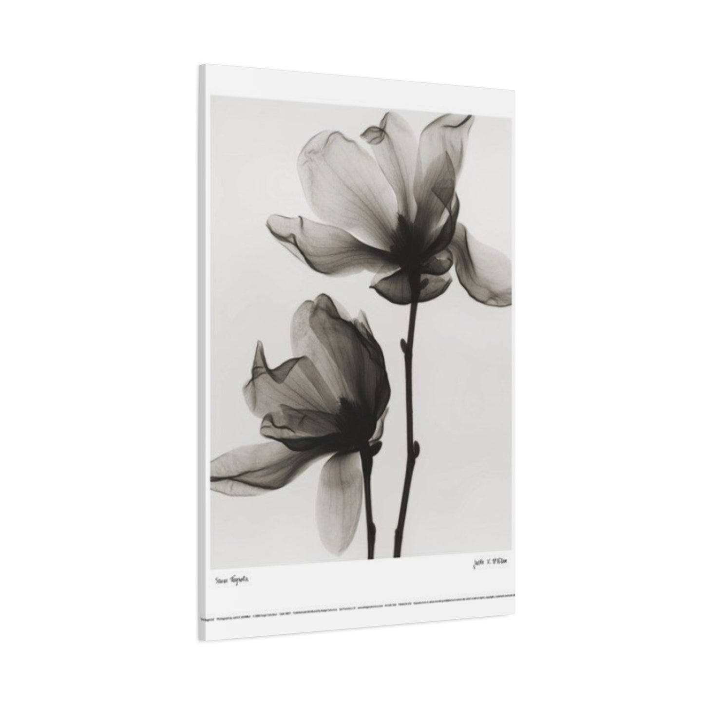 Beautiful Magnolia Flower X Ray Photo Wall Art & Canvas Prints