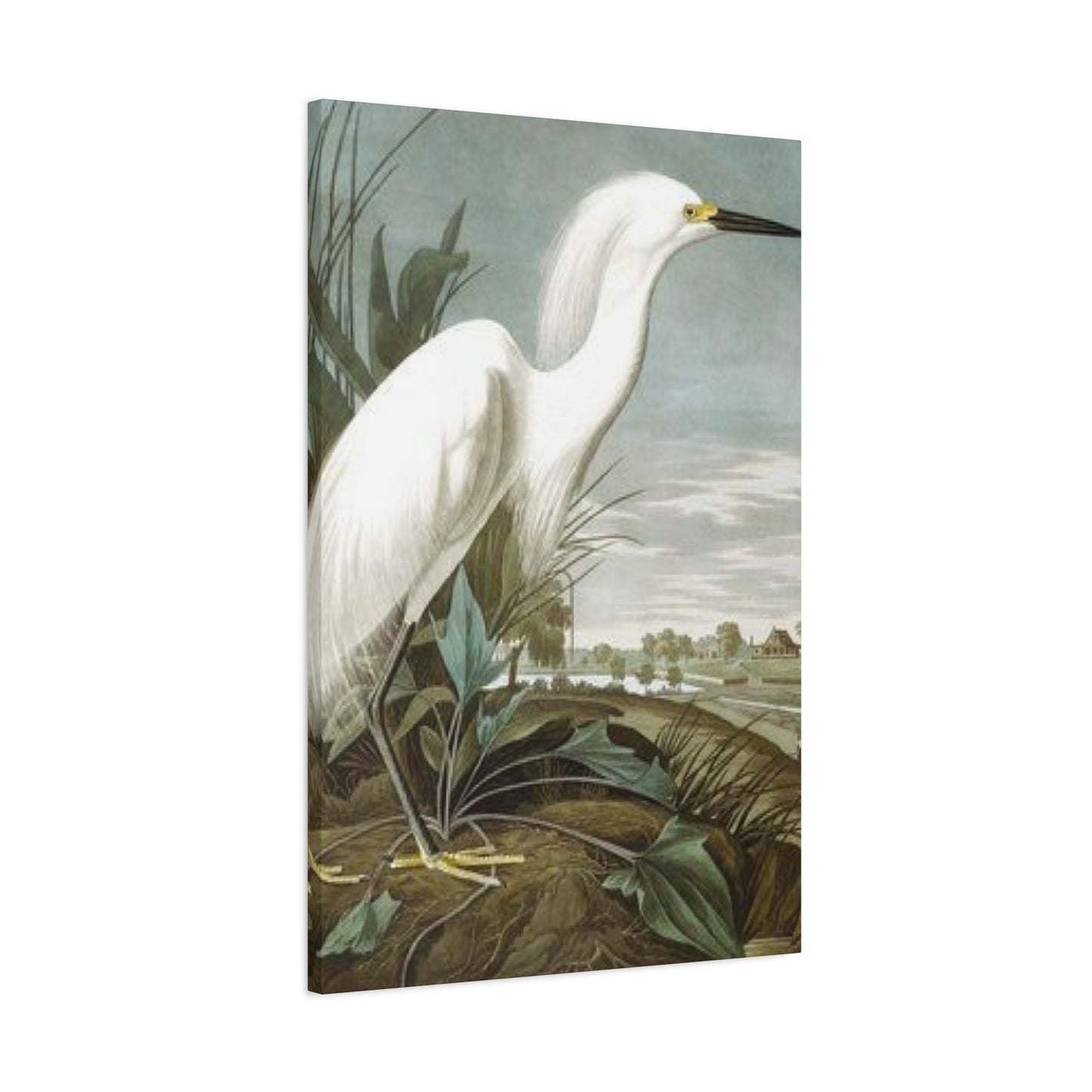 Long Beak White Heron Wall Art & Canvas Prints