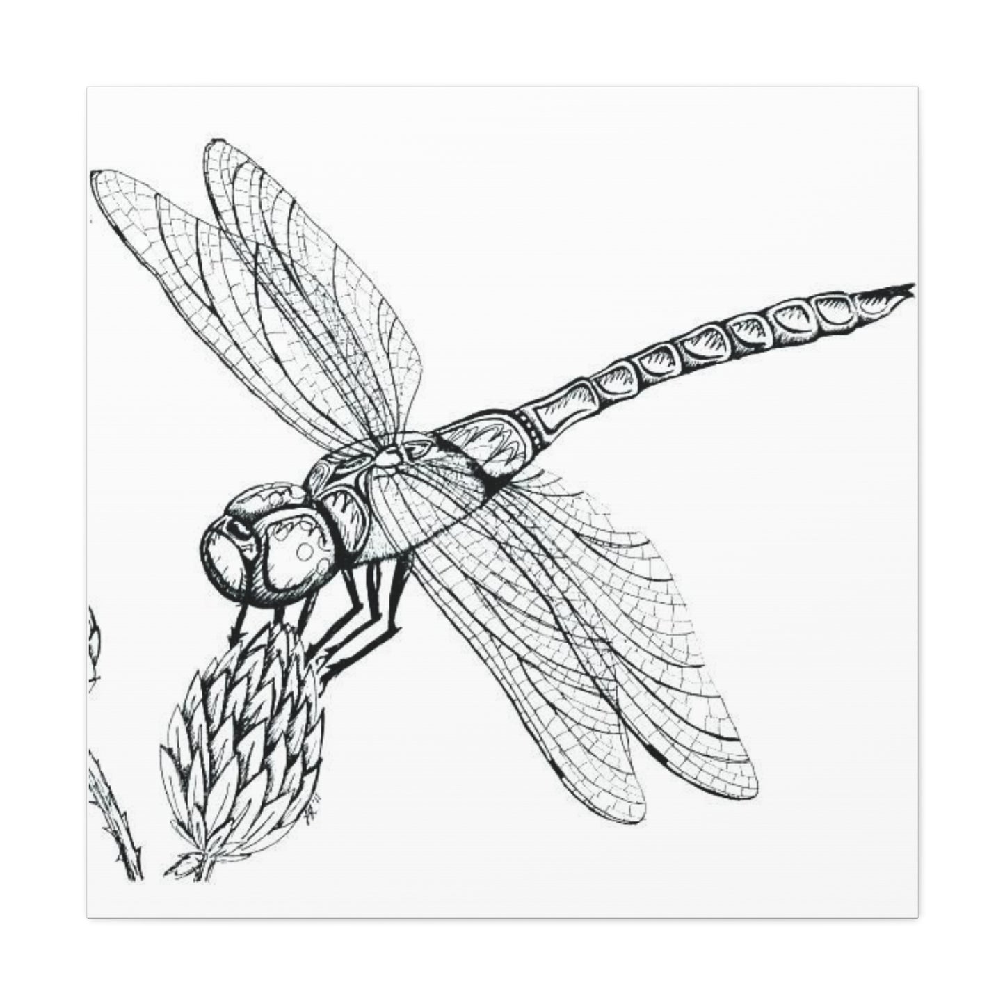 Black & White Dragonfly Wall Art & Canvas Prints