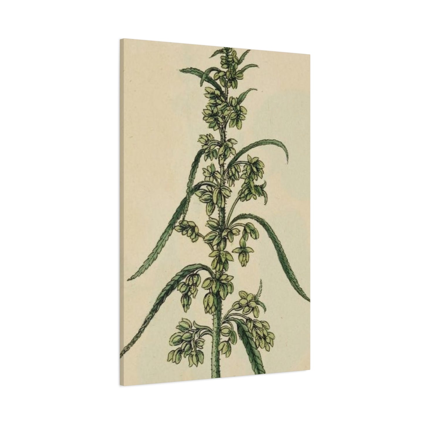 Plant Of Marijuana Wall Art & Canvas Prints