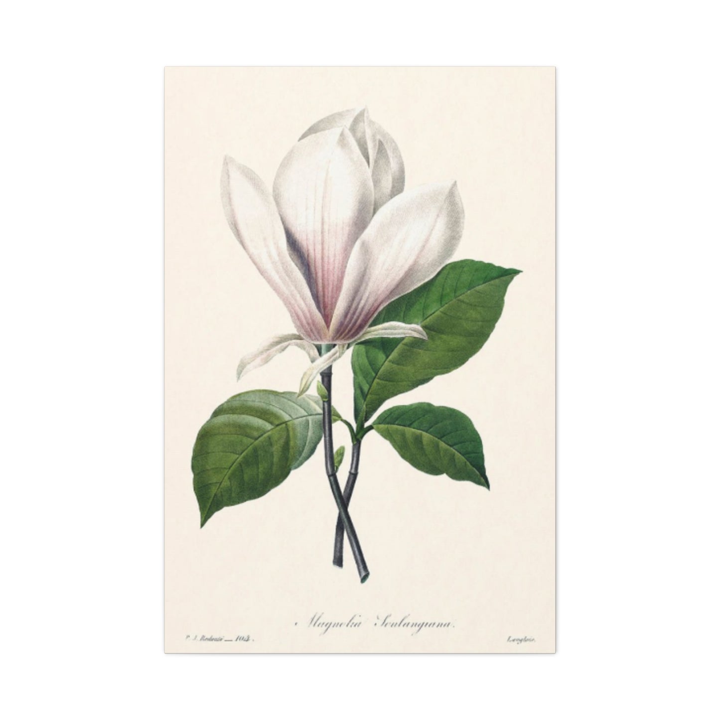 Beautiful Pink Magnolia Flower Painting Wall Art & Canvas Prints