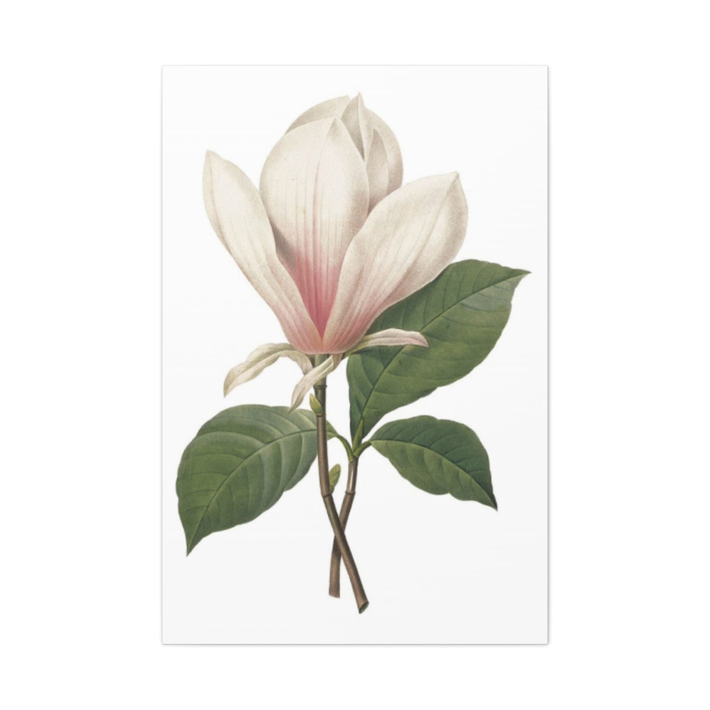 Beautiful Pink Magnolia Flower Photo Wall Art & Canvas Prints