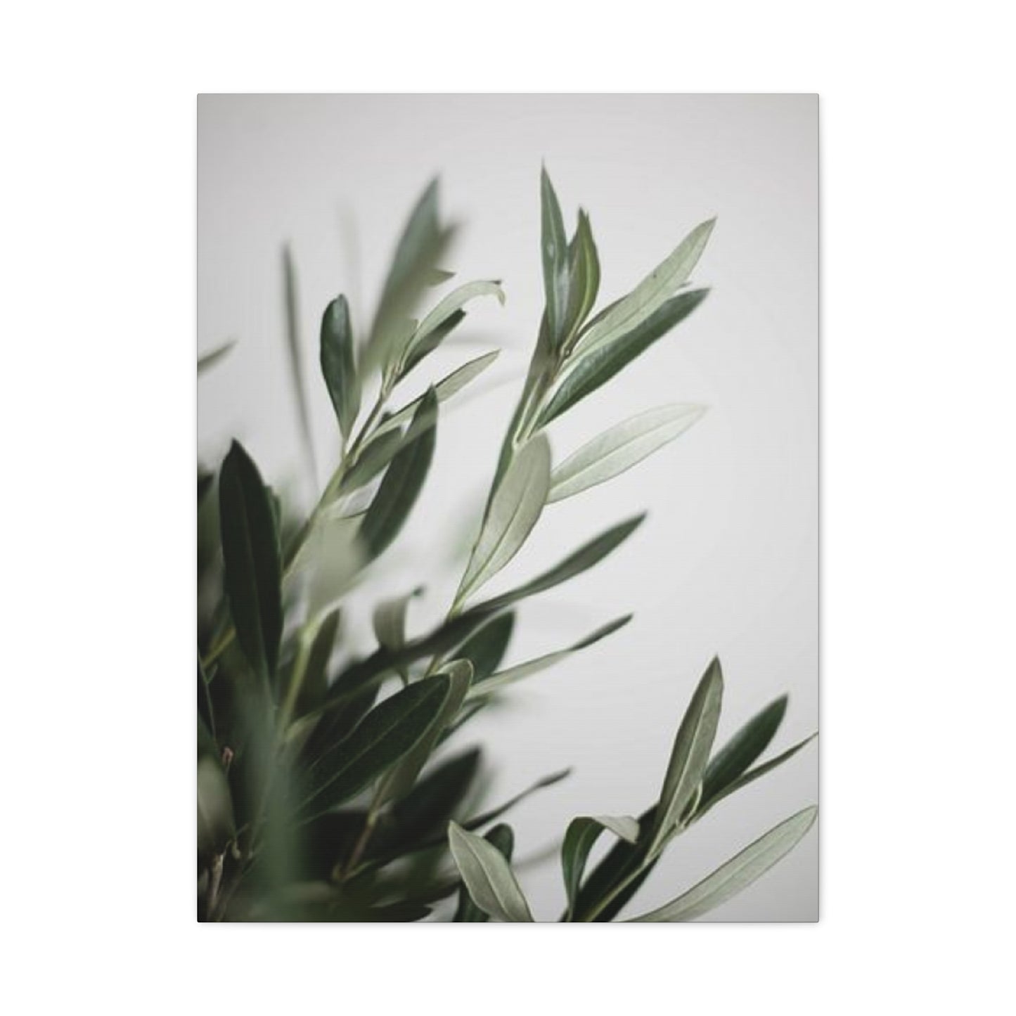 Plant Olive Green Wall Art & Canvas Prints