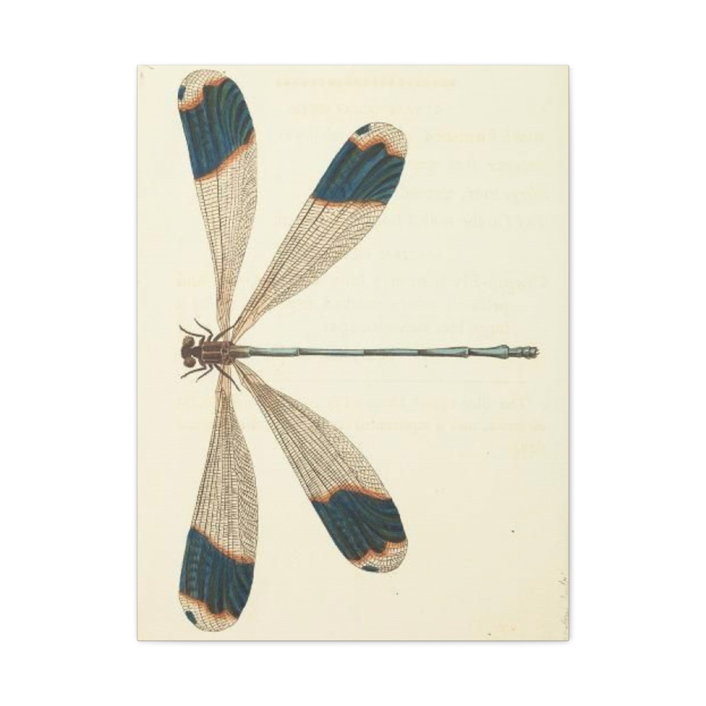 Earthy Blue Dragonfly Wall Art & Canvas Prints