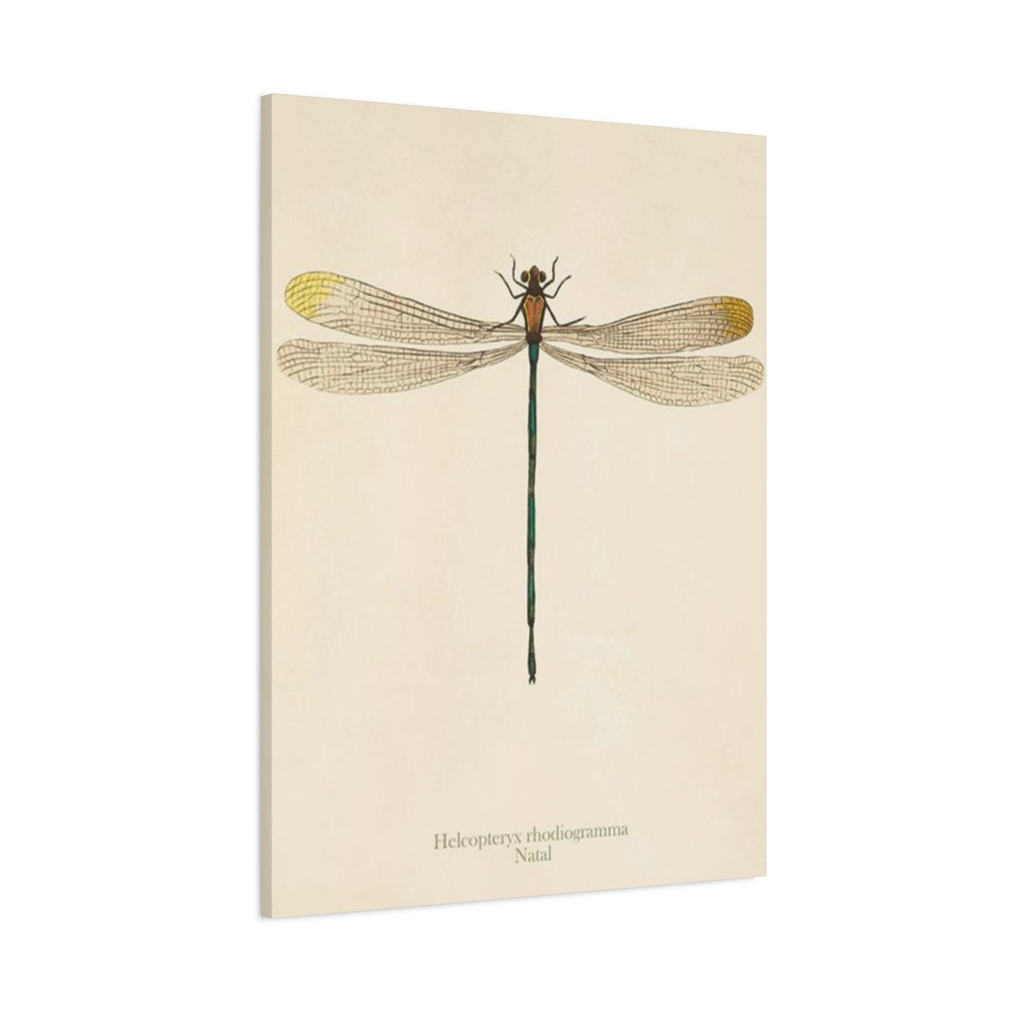 Long Tail Dragonfly Wall Art & Canvas Prints