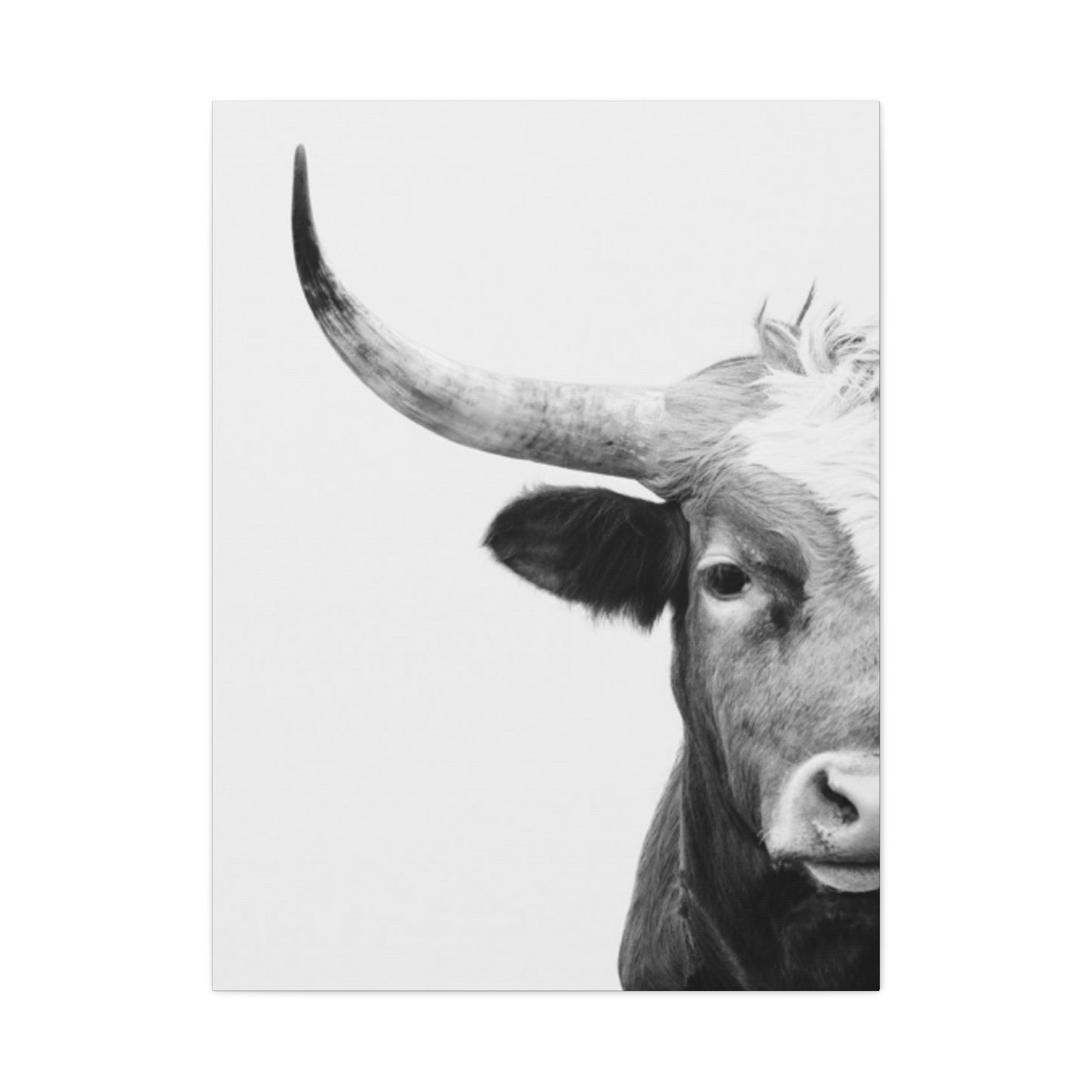 Bull Longhorn Photography Wall Art & Canvas Prints