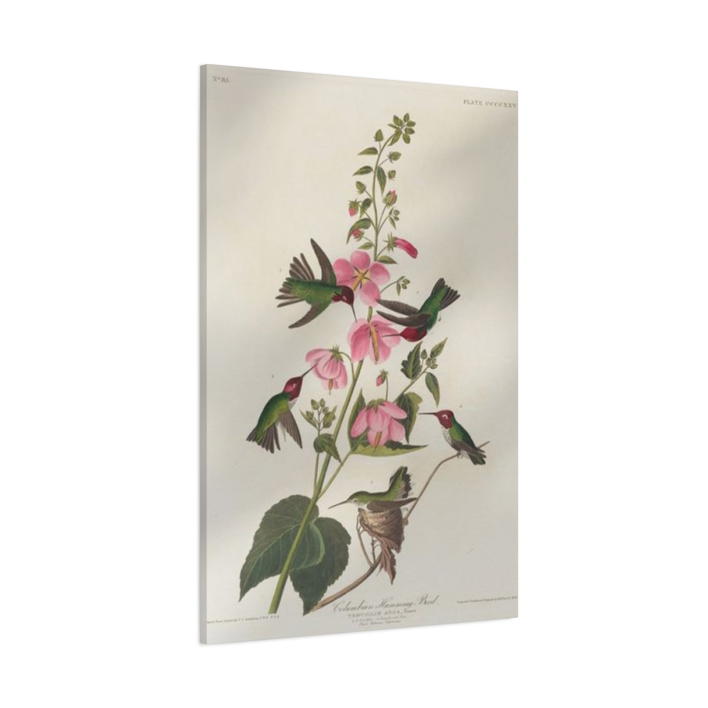 Humming Bird On Flower Painting Wall Art & Canvas Prints