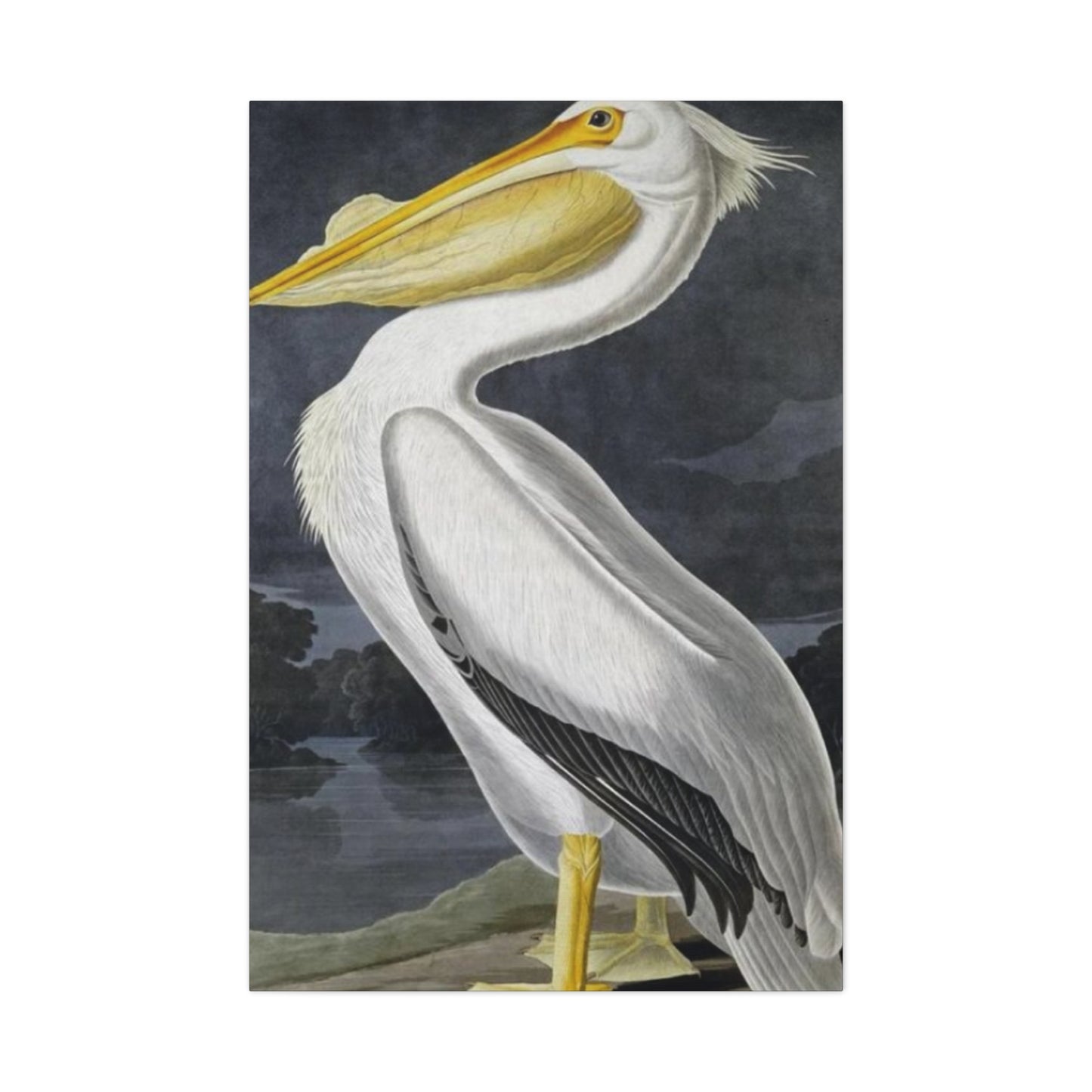 Long Fat Beak Pelican Candid Drawing Wall Art & Canvas Prints