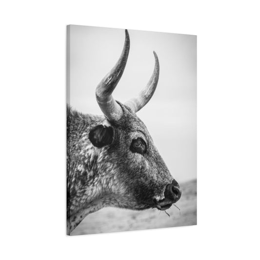 Wild Bull Curvy Longhorn Wall Art & Canvas Prints