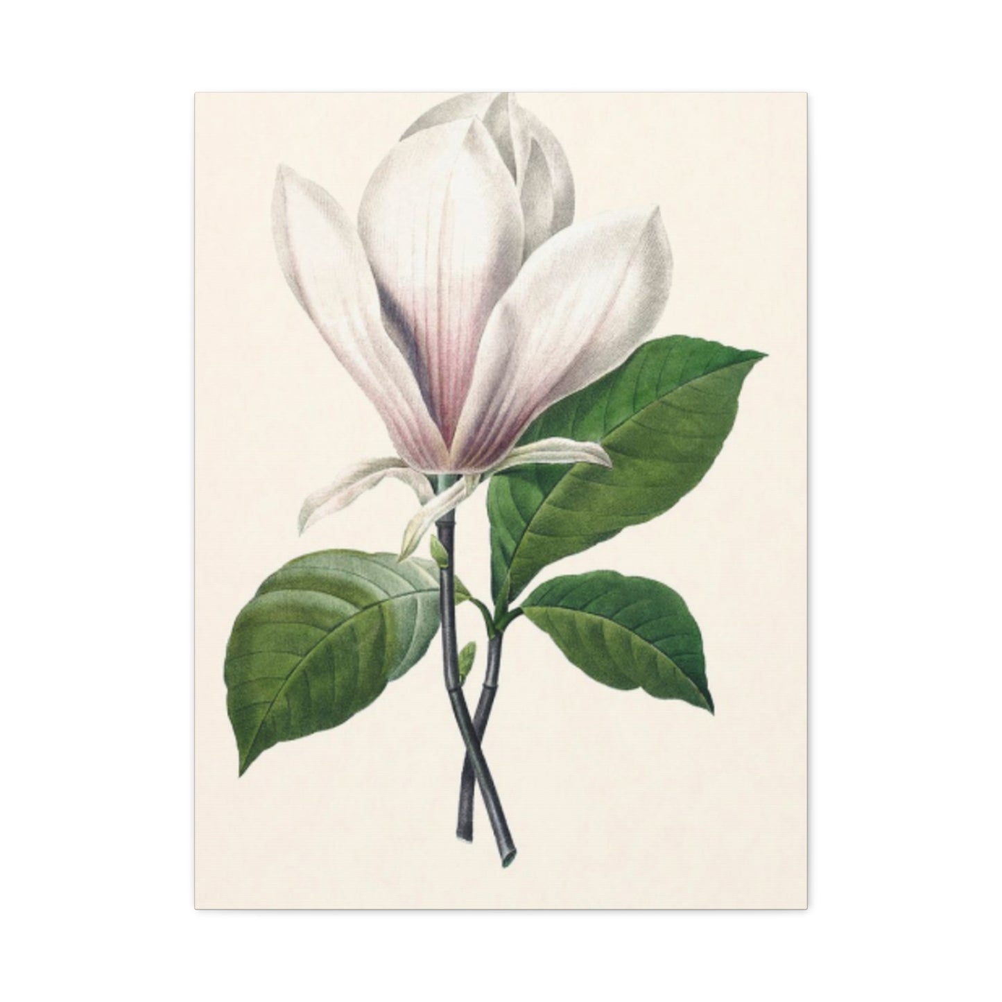 Beautiful Pink Magnolia Flower Painting Wall Art & Canvas Prints