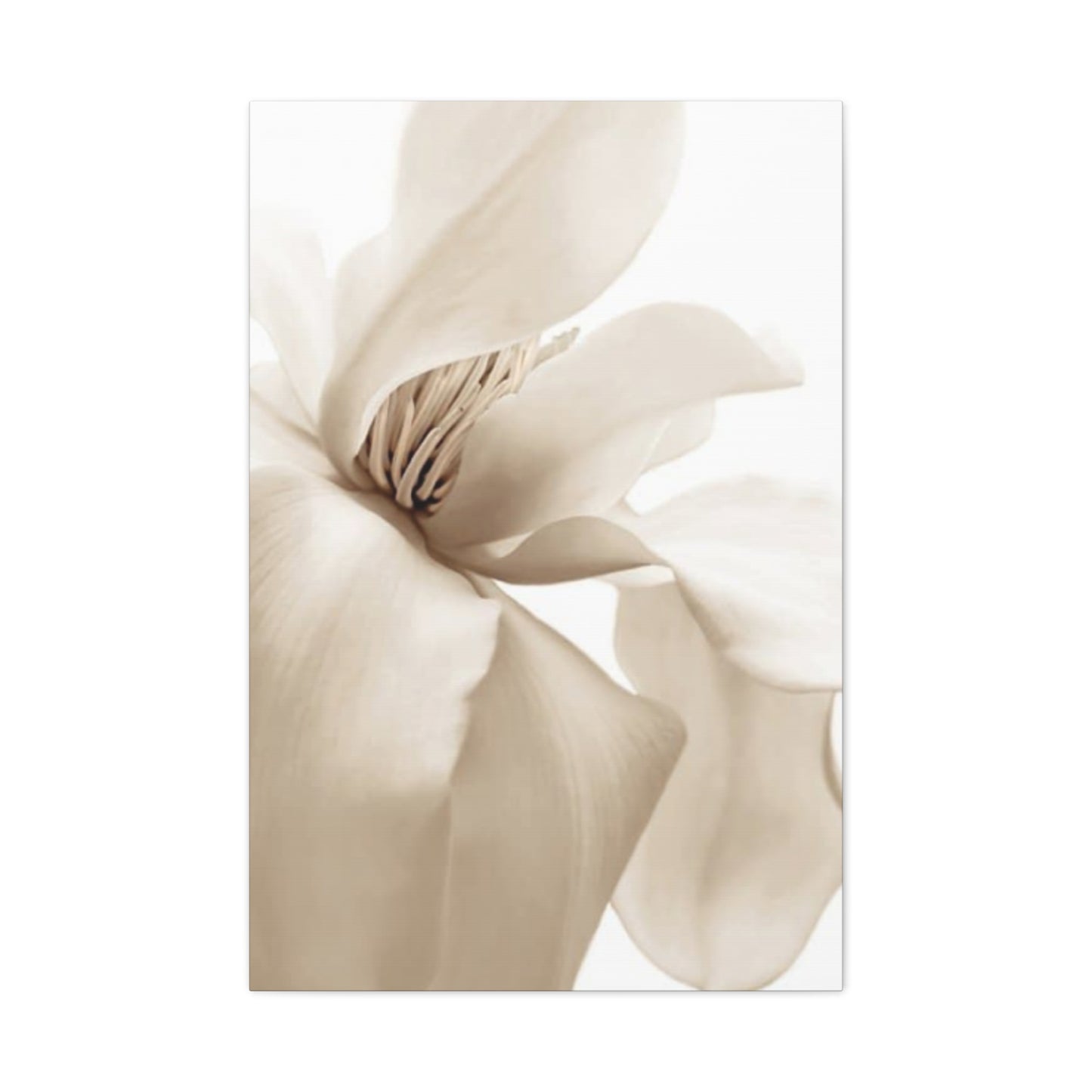 Magnolia Flower Close Up Painting Wall Art & Canvas Prints