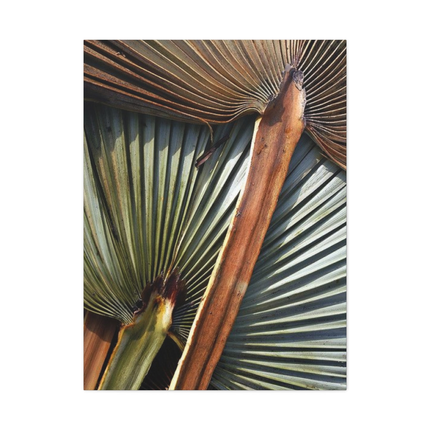 Palm Tree Leaves Close Up Wall Art & Canvas Prints