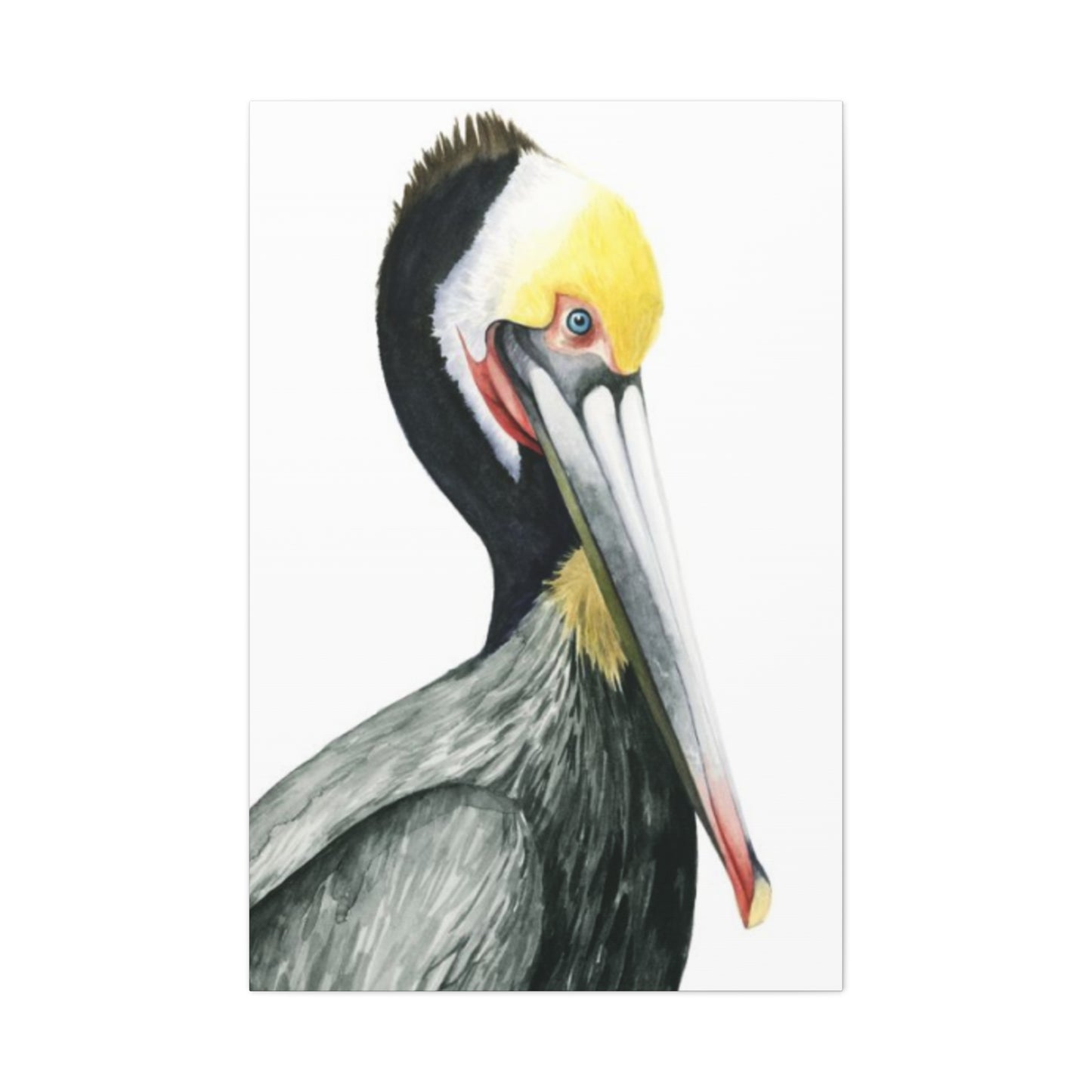 Long Beak Pelican Candid Drawing Wall Art & Canvas Prints