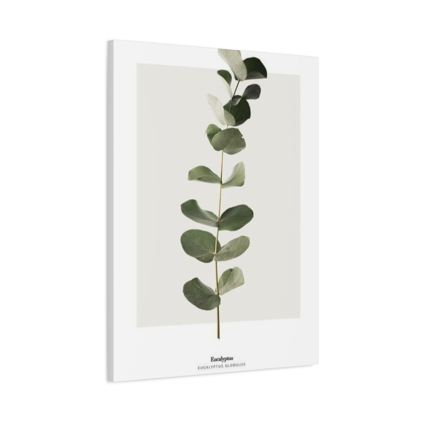 Eucalyptus Wall Art & Canvas Prints