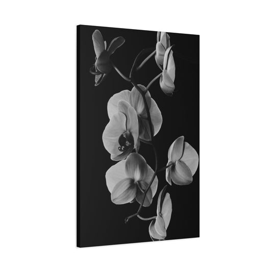 Daffodil Wall Art & Canvas Prints