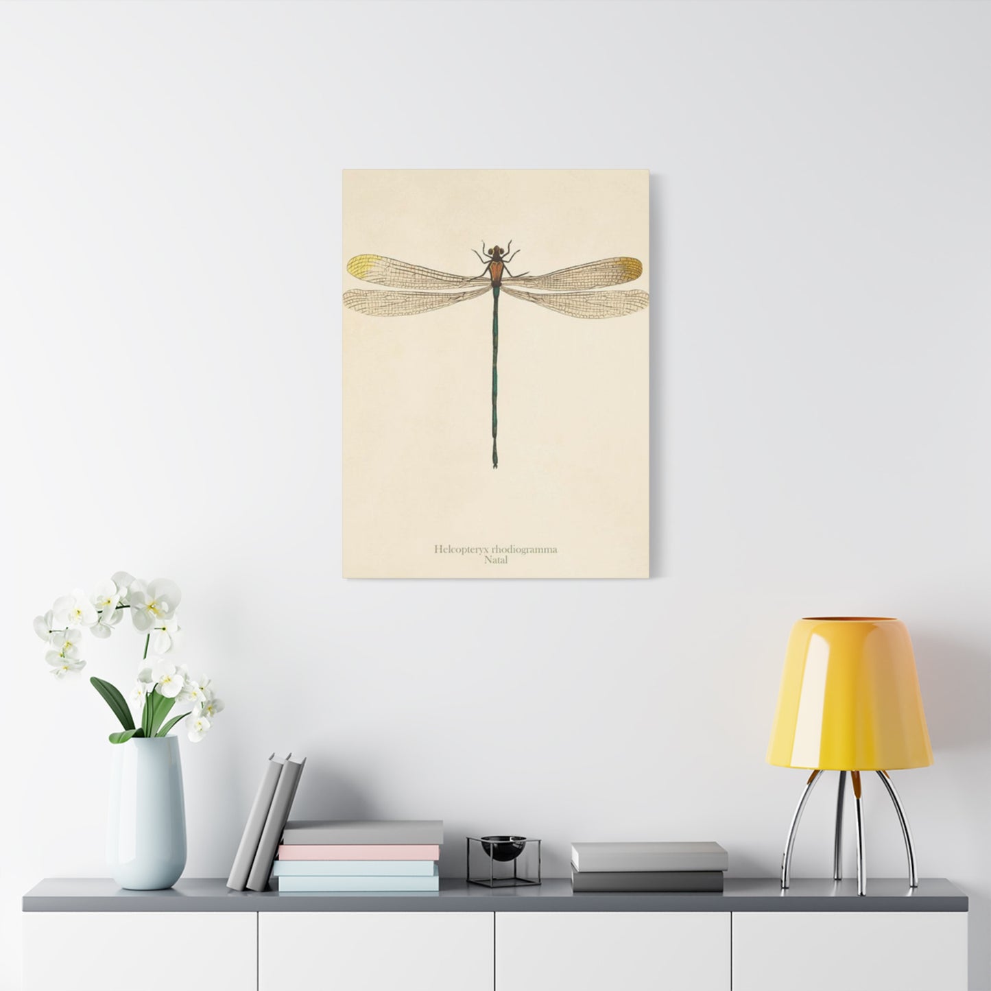 Long Tail Dragonfly Wall Art & Canvas Prints