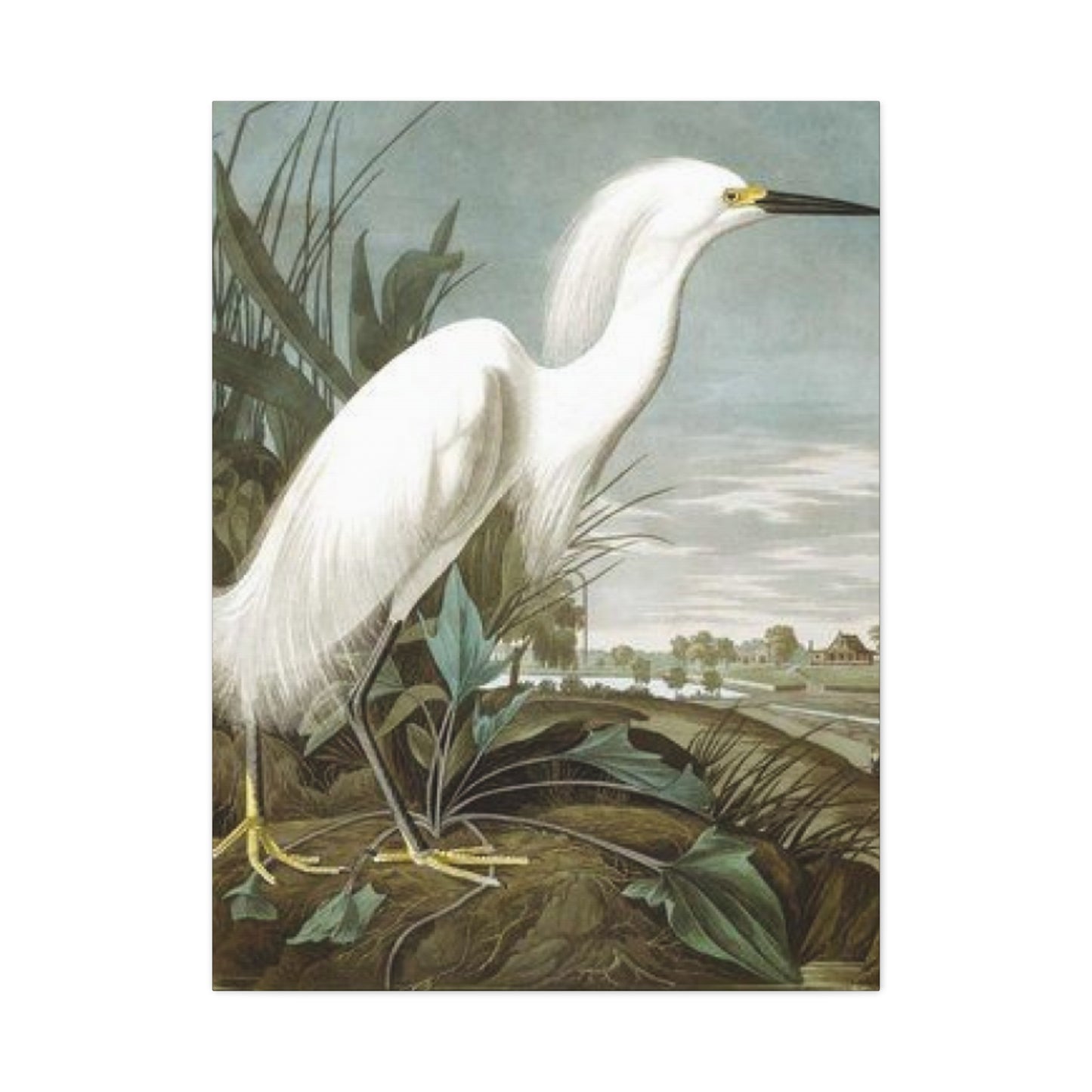 Long Beak White Heron Wall Art & Canvas Prints