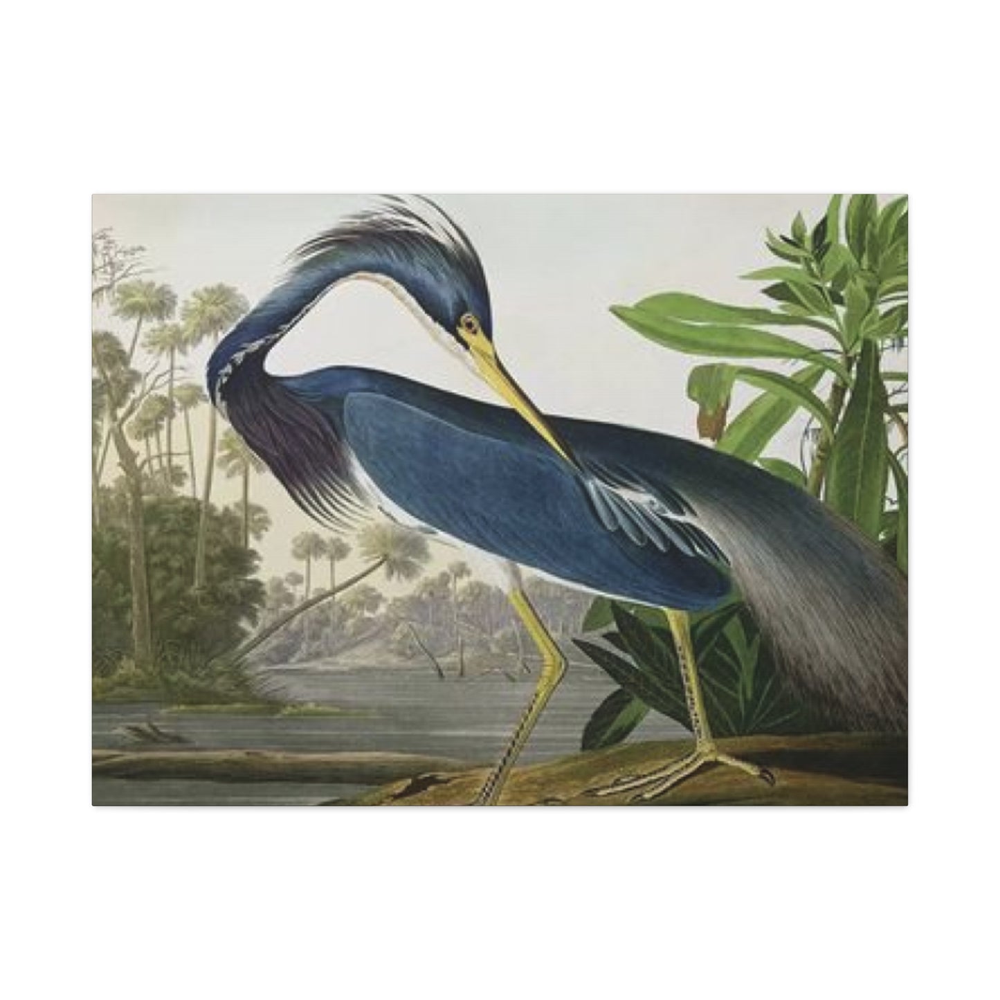 Long Feather Pelican Wall Art & Canvas Prints