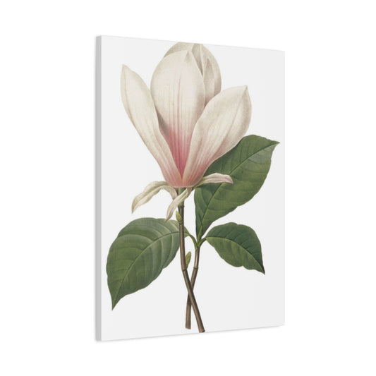 Beautiful Pink Magnolia Flower Photo Wall Art & Canvas Prints