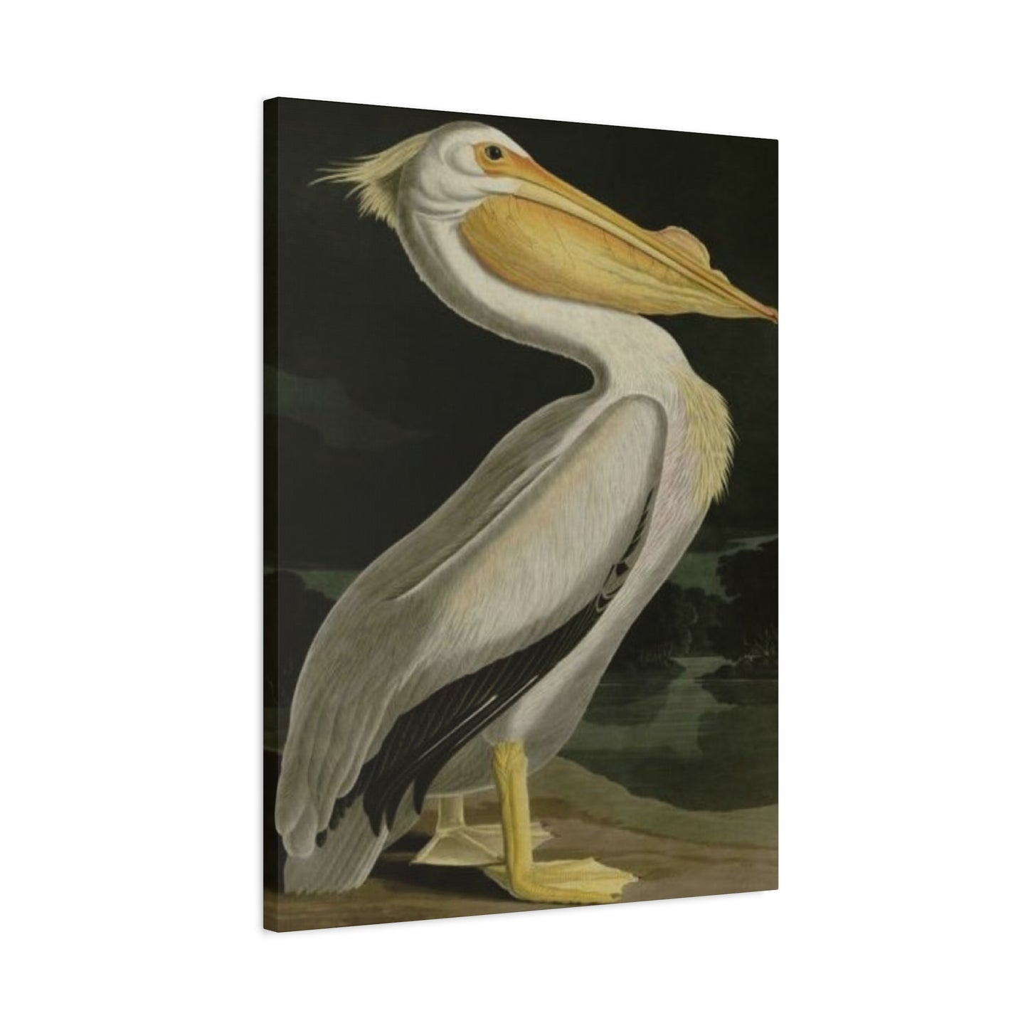 Fat Beak Pelican Poster Wall Art & Canvas Prints