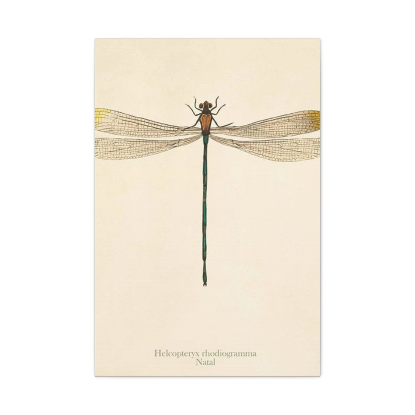 Long Tail Dragonfly Wall Art & Canvas Prints