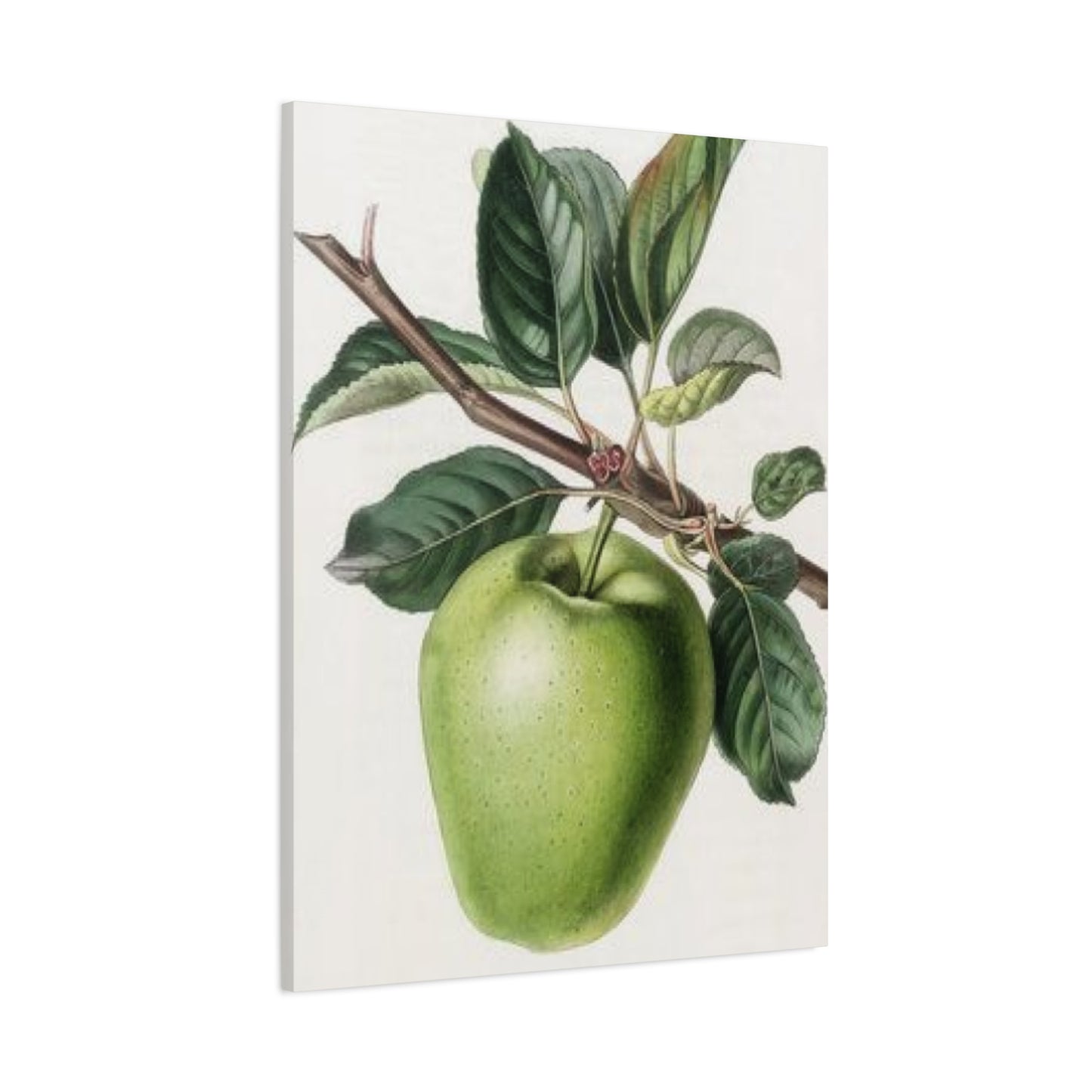 Pear Wall Art & Canvas Prints