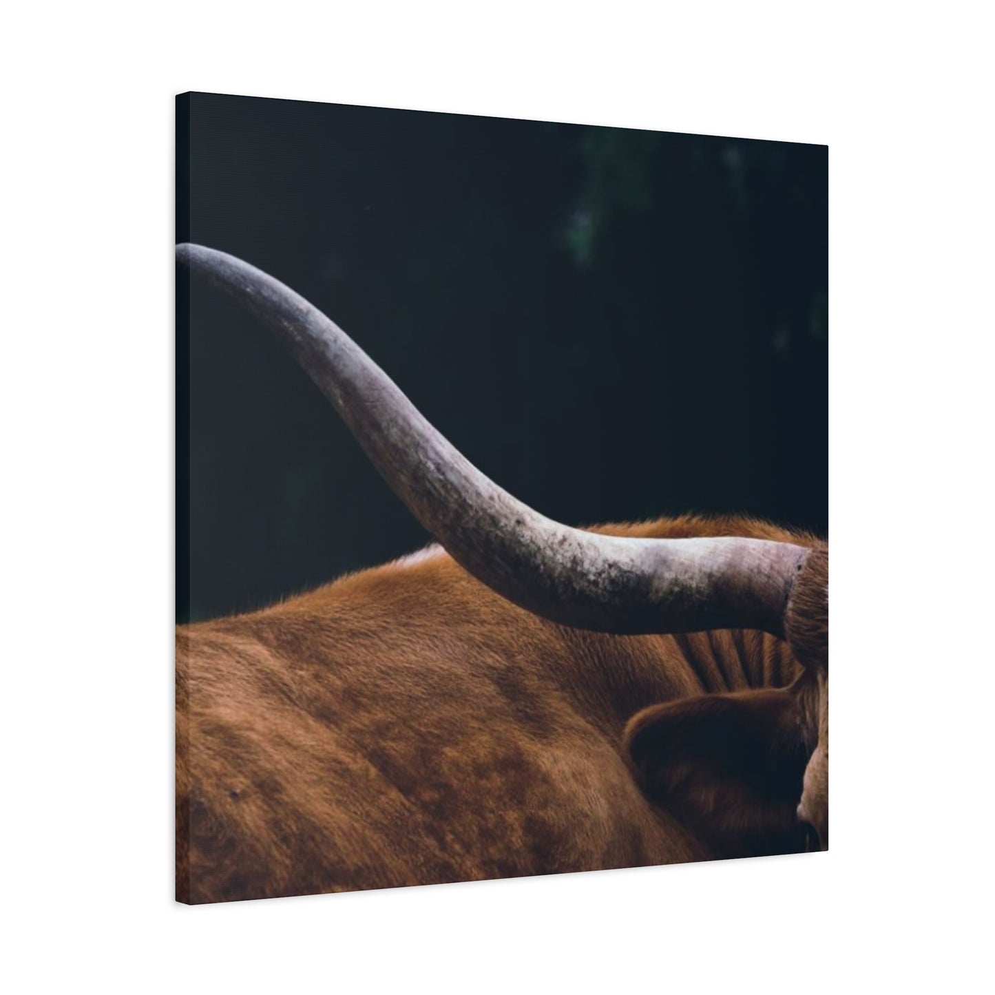 Long Horn Photography Wall Art & Canvas Prints