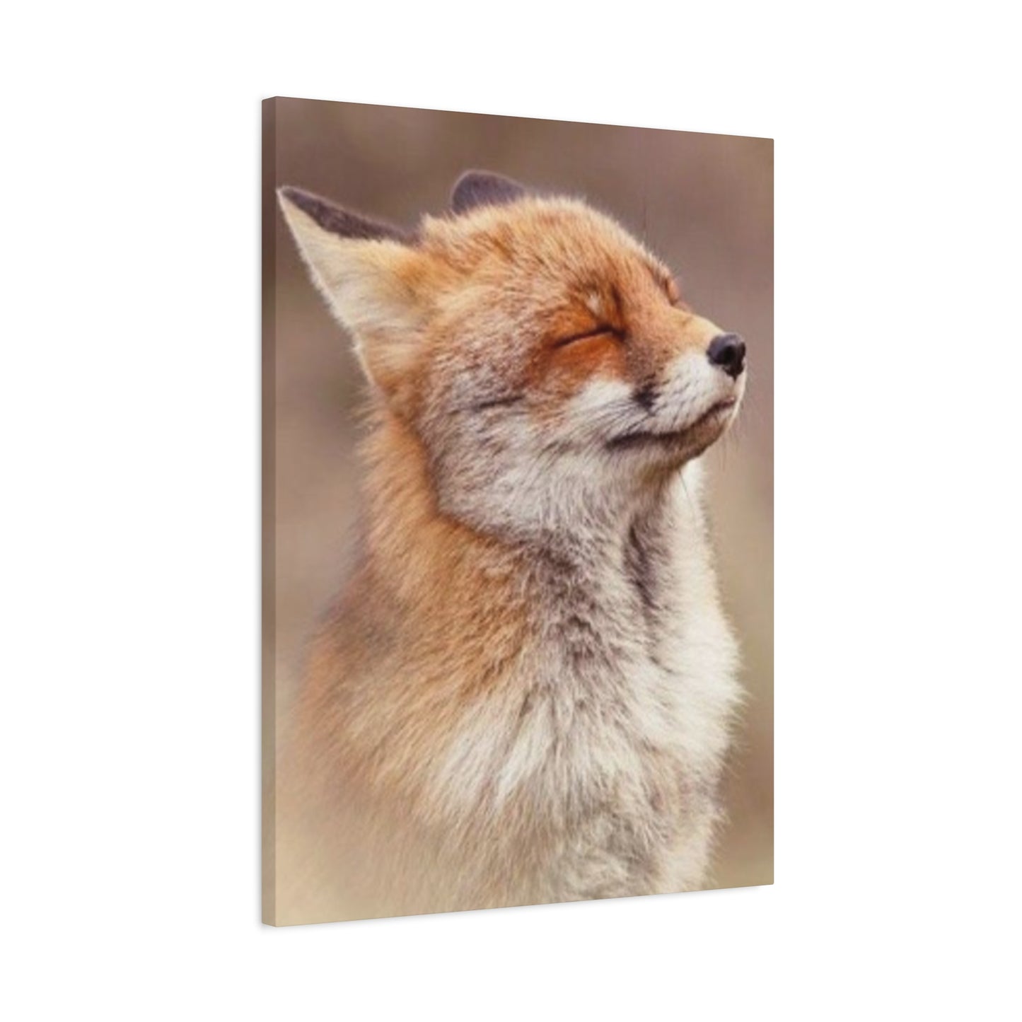 Little Fox Candid Wall Art & Canvas Prints