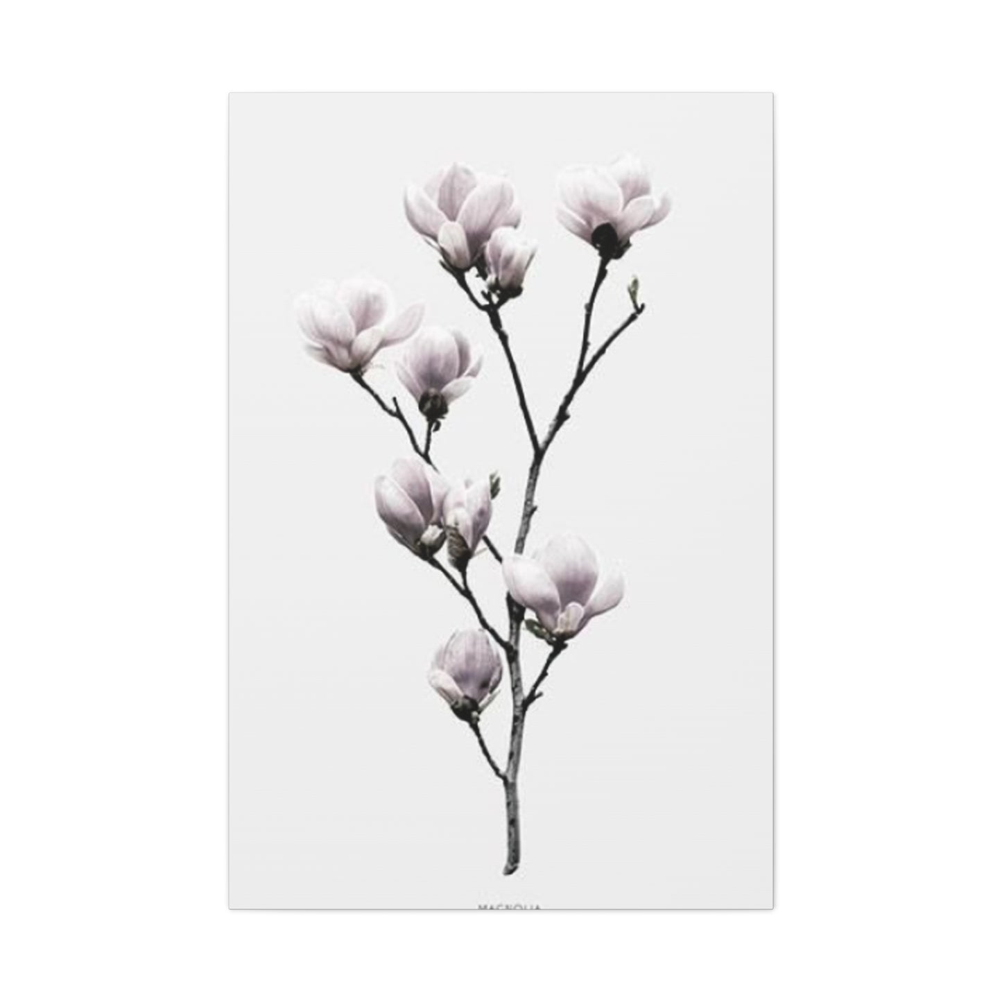 Beautiful Pink Magnolia Flower Wall Art & Canvas Prints