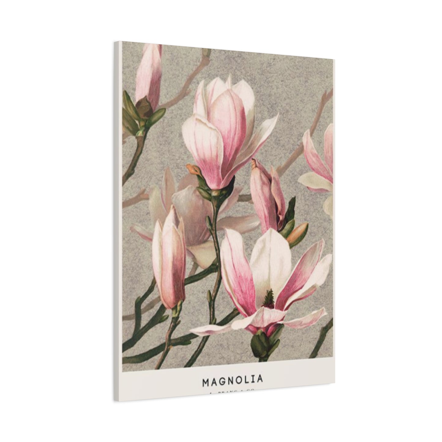 Pink Magnolia Flower Painting Wall Art & Canvas Prints